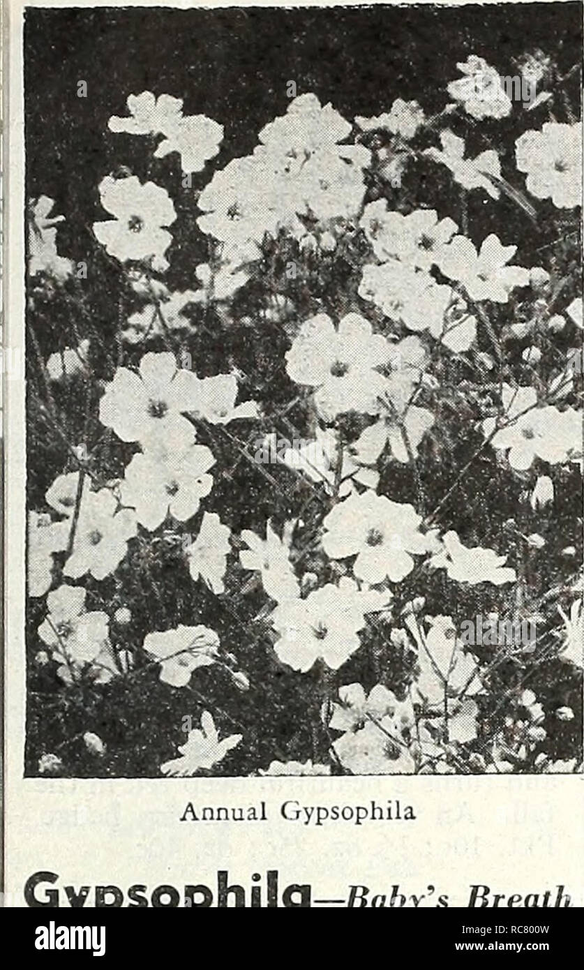 . Dreer's garden book for 1947. Seeds Catalogs; Nursery stock Catalogs; Gardening Equipment and supplies Catalogs; Flowers Seeds Catalogs; Vegetables Seeds Catalogs; Fruit Seeds Catalogs. Gypsophila â Bn&amp;r's Breath Annual Elegans Varieties Â® Dainty small bell - shaped blooms for mixing with other cut flowers. Blooms within six weeks after sowing. 2539 Alba grandiflora (Paris Market Strain). Large pure white flowers borne profusely on 18 inch plants. Pkt. 10c; oz. 25c; J4 lb. 75c. 2540 Covent Garden. A superL strain bearing large, well-formed, pure white, bell-shaped blooms on plants 2 it. Stock Photo