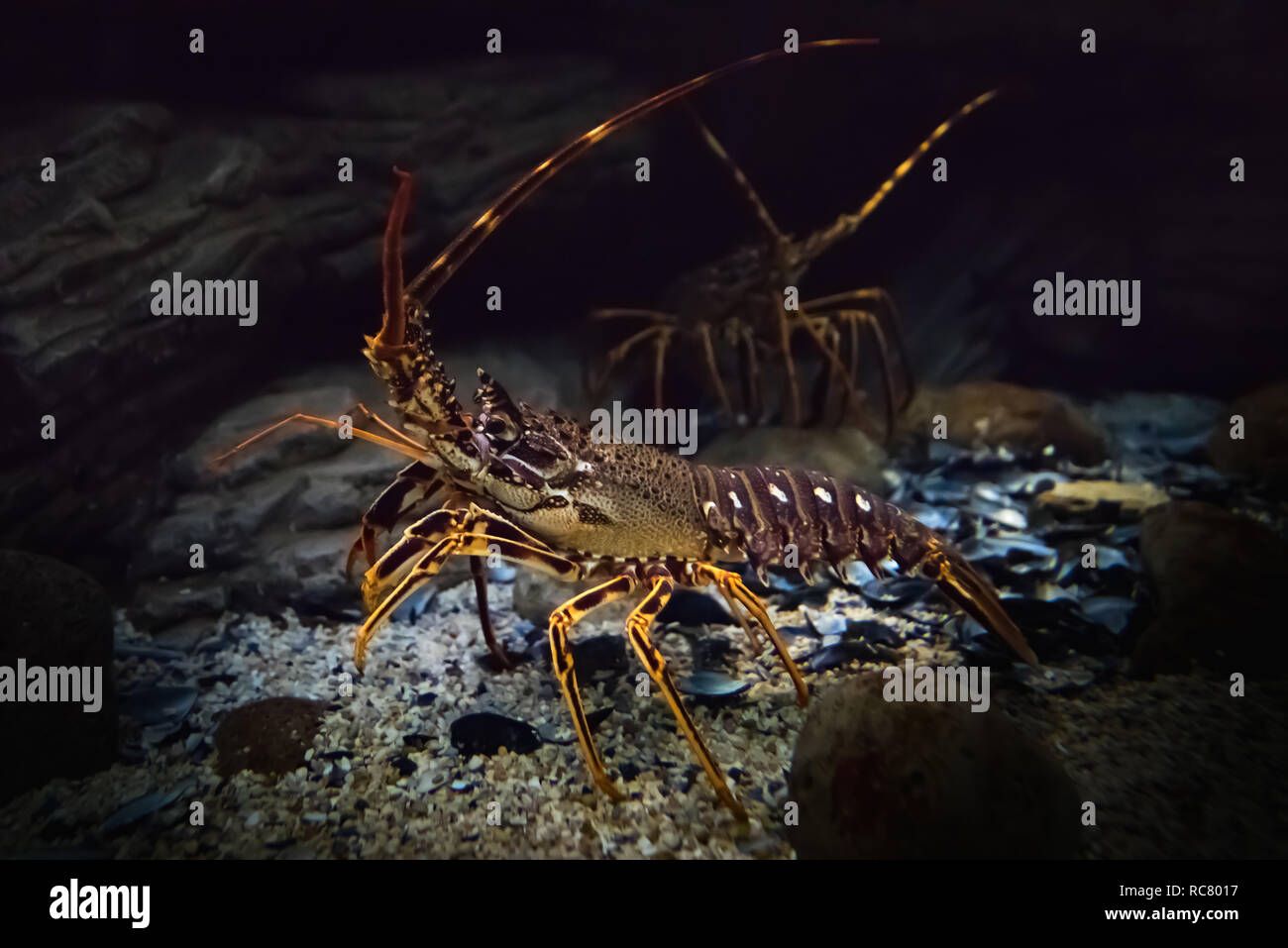 Lobster in its natural habitat hi-res stock photography and images - Alamy