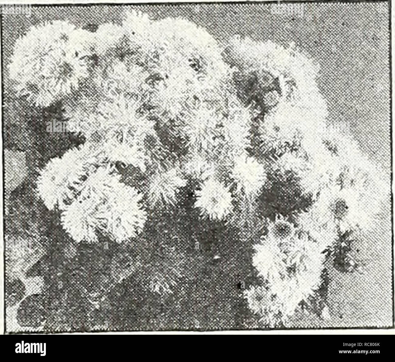 . Dreer's garden book for 1947. Seeds Catalogs; Nursery stock Catalogs; Gardening Equipment and supplies Catalogs; Flowers Seeds Catalogs; Vegetables Seeds Catalogs; Fruit Seeds Catalogs. Achillea ptarmica. The Pearl Achillea—^''/«'' t^^] ® 1012 Filipendula, Cloth of Cold. Strong,* vigorous plants with vivid yellow flowers during the summer. 3 ft. Pkt. 15c; large pkt. 60c. 1015 Ptarmica, The Pearl. One of the best hardy white perennials. Grows about 2 feet tall and is cov- ered with heads of pure white dou- ble flowers from June until frost. Flowers the first season if sown early. Pkt. ISc; la Stock Photo