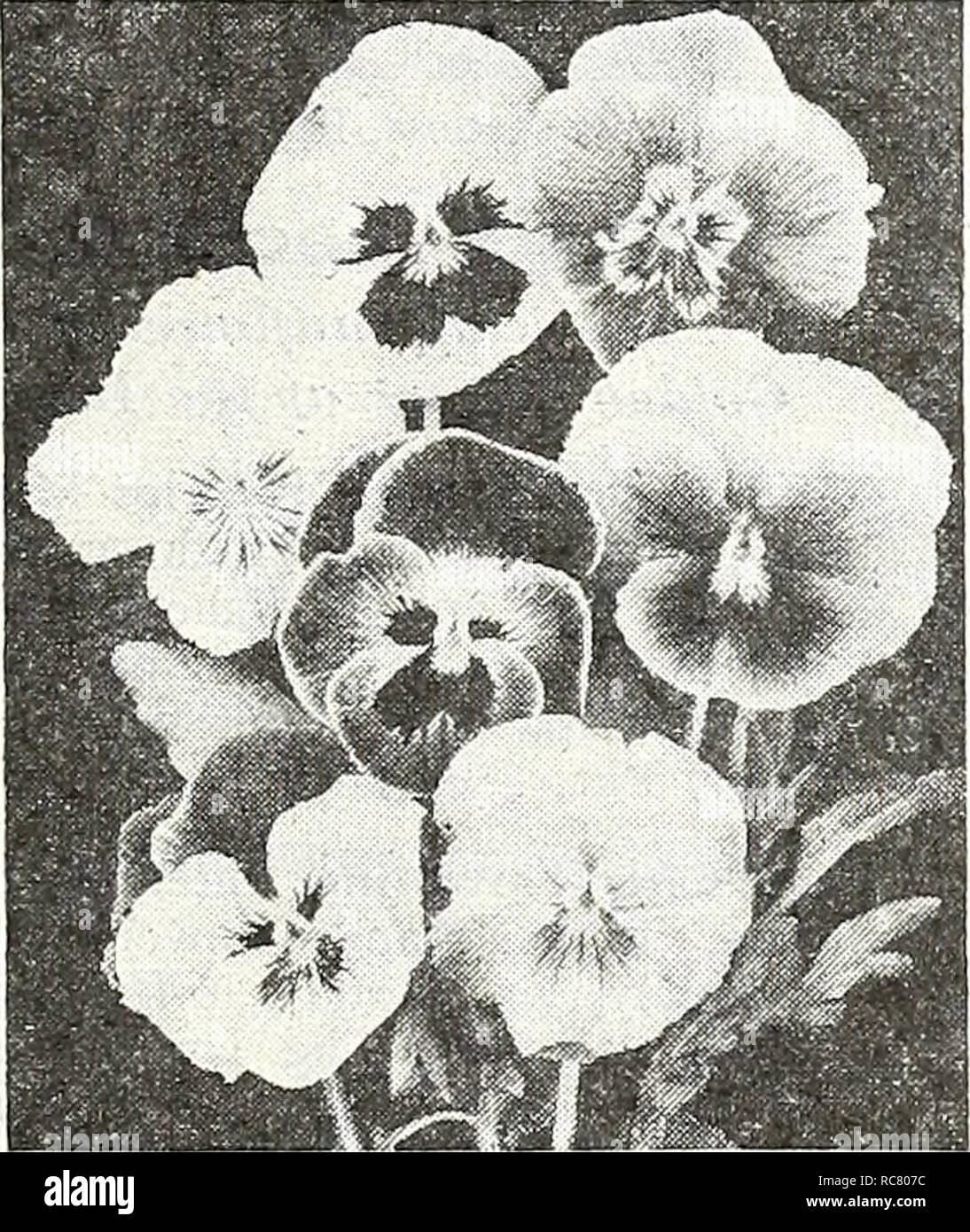 . Dreer's garden book for 1947. Seeds Catalogs; Nursery stock Catalogs; Gardening Equipment and supplies Catalogs; Flowers Seeds Catalogs; Vegetables Seeds Catalogs; Fruit Seeds Catalogs. Oenothera Missouriensis Oenothera 1^^] Evening Primrose &amp; Sundrop 3175 Missouriensis. Easy to grow and very interesting because the large bright yellow iiowers open suddenly at dusk. Somewhat pro- cumbent with the upright stems about a foot tall. Pkt. ISc; large pkt. SOc. 3176 Youngi. A Blooms during the daytime carrying bright golden yel- low blooms on plants 2 ft. tall. Strong and vigorous. An extremely Stock Photo
