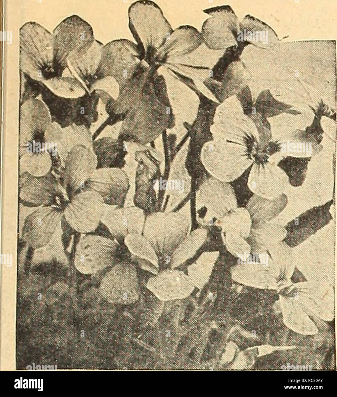 . Dreer's garden book for 1946 : faithful for over a century. Seeds Catalogs; Nursery stock Catalogs; Gardening Equipment and supplies Catalogs; Flowers Seeds Catalogs; Vegetables Seeds Catalogs; Fruit Seeds Catalogs. Aubrietia, Large-Flowering Hybrids Aubrietia r^p] a Rainbow Rock Cress A showy spring-flowering perennial with silvery green foliage covered by attractive, large, and colorful blooms. 1406 Blood-Red. Very showy and coloi-ful. Pkt. ISc; large pkt. SOc. 1407 Bouganvillei. Impressive large blue flowers. Pkt. ISc; large pkt. SOc. 1408 Leichtlini. A very appealing carmine-rose shade.  Stock Photo