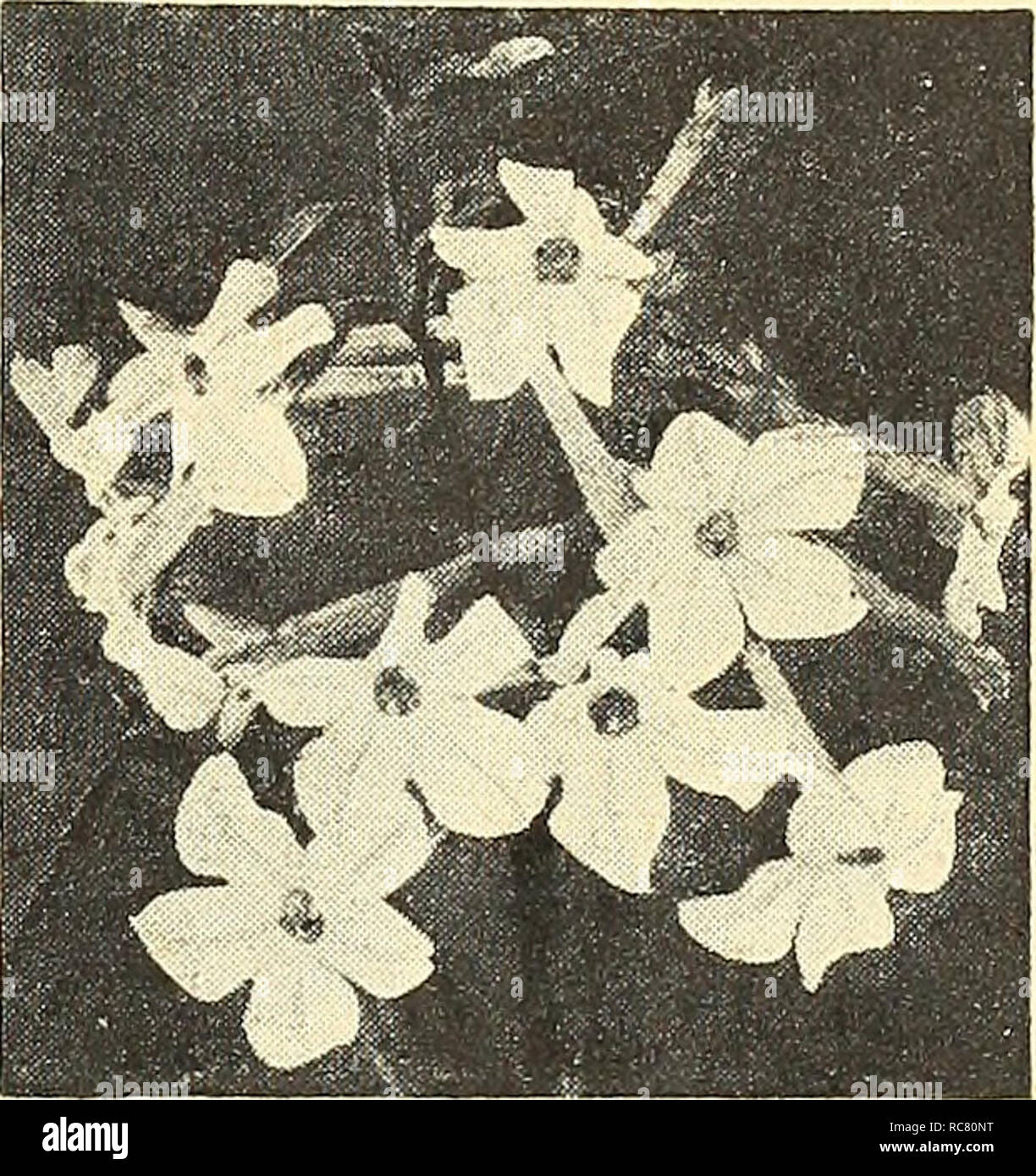 . Dreer's garden book for 1945. Seeds Catalogs; Nursery stock Catalogs; Gardening Equipment and supplies Catalogs; Flowers Seeds Catalogs; Vegetables Seeds Catalogs; Fruit Seeds Catalogs. Nemophila—Baby Blue Eyes Nemophila ® ® Baby Blue Eyes 3143 Insignis, Blue. A charming an- nual developing into showy little plants 8 inches tall. Produces a great abundance of graceful light blue flowers and is particularly floriferous where the summers are not too warm. Easy to grow from seed sown early in the spring. Pkt. 10c; Y^ oz. 2Sc; oz. 75c. Nierembergia ® ^ 3159 Coerulea (Hippomanica) {Blue Cups). A  Stock Photo