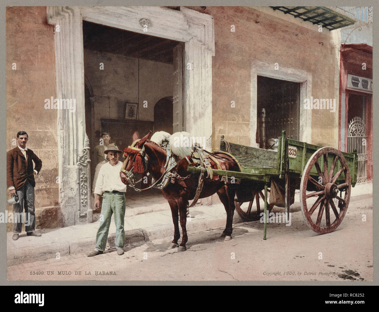 A mule from Havana c.1900 Vintage photochrome postcard reprint.jpg - RC8252 Stock Photo