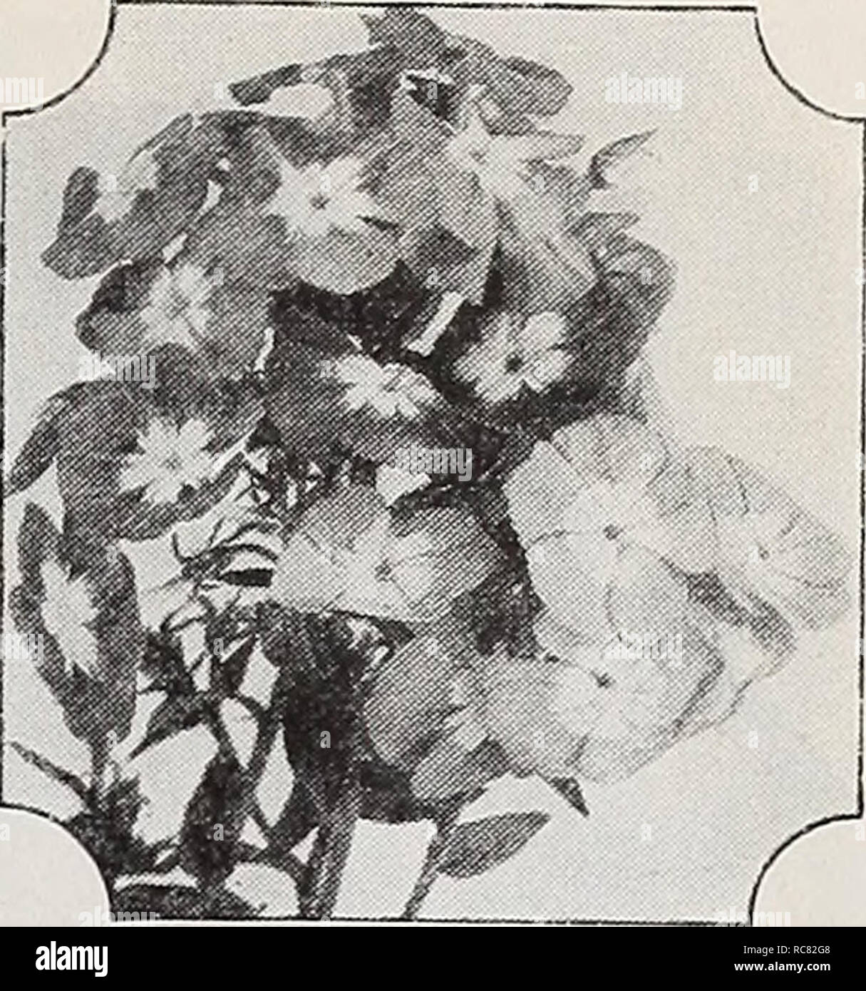 . Dreer's garden book for 1940. Seeds Catalogs; Nursery stock Catalogs; Gardening Equipment and supplies Catalogs; Flowers Seeds Catalogs; Vegetables Seeds Catalogs; Fruit Seeds Catalogs. Oenothera missouriensis Oenothera d) &amp; n a Evening Primrose 3175 Missouriensis. [hp) A splendid hardy perennial for an exposed sunny position either in the border or the rockery. Large yellow flowers, fre- quently 5 inches in diameter, produced freely from June until August. 12 inches. Pkt. 20c; special pkt. 7Sc. Nierembergia ® a 3159 Coerulea {Hippomanica) {Blue Cups). A charming annual of easiest cultur Stock Photo