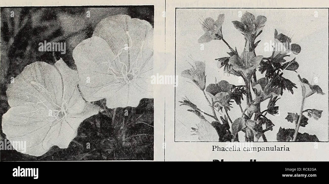 . Dreer's garden book for 1940. Seeds Catalogs; Nursery stock Catalogs; Gardening Equipment and supplies Catalogs; Flowers Seeds Catalogs; Vegetables Seeds Catalogs; Fruit Seeds Catalogs. HENRY A. DREER, Inc., Philadelphia, Pa.. Oenothera missouriensis Oenothera d) &amp; n a Evening Primrose 3175 Missouriensis. [hp) A splendid hardy perennial for an exposed sunny position either in the border or the rockery. Large yellow flowers, fre- quently 5 inches in diameter, produced freely from June until August. 12 inches. Pkt. 20c; special pkt. 7Sc. Nierembergia ® a 3159 Coerulea {Hippomanica) {Blue C Stock Photo