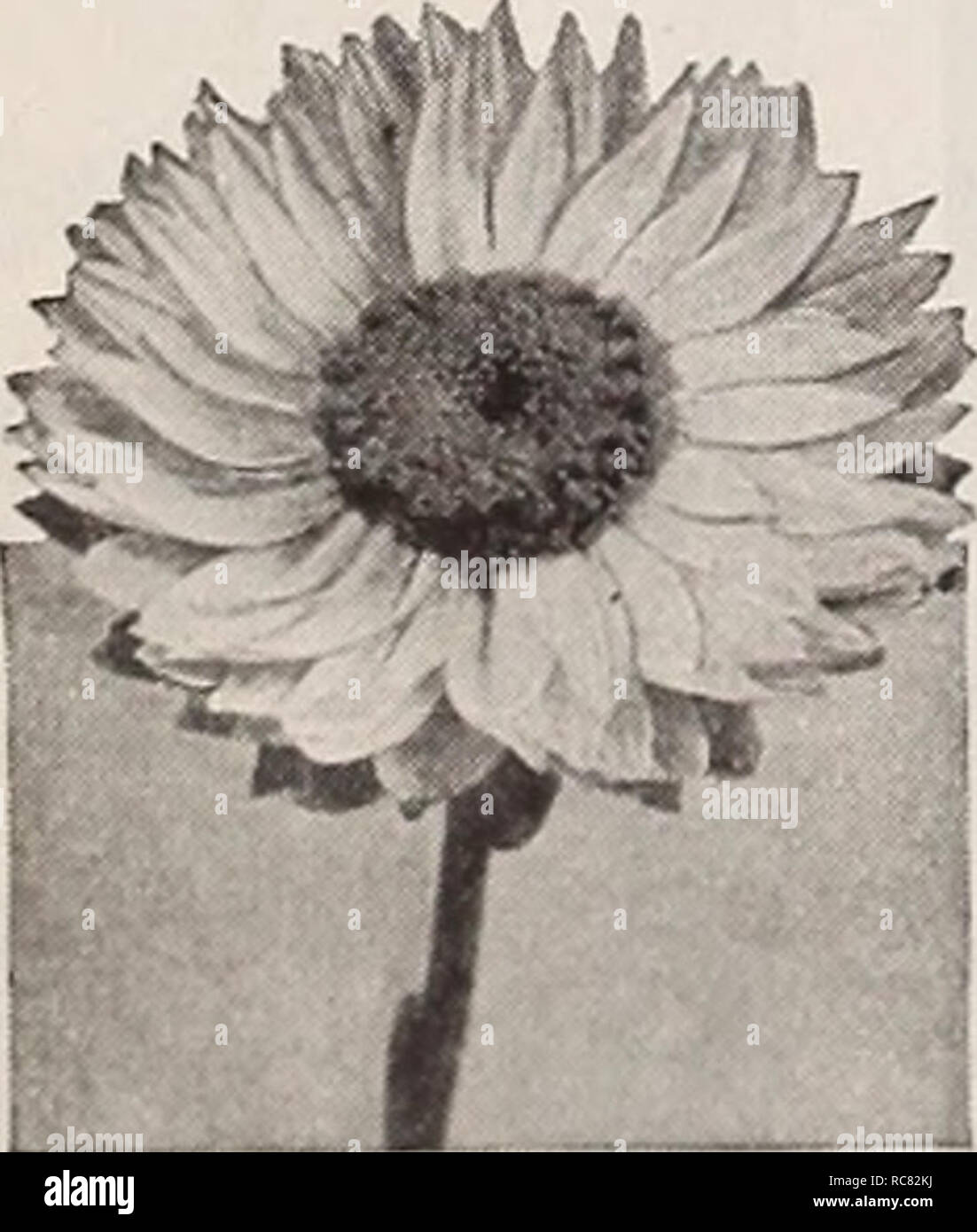 . Dreer's garden book for 1940. Seeds Catalogs; Nursery stock Catalogs; Gardening Equipment and supplies Catalogs; Flowers Seeds Catalogs; Vegetables Seeds Catalogs; Fruit Seeds Catalogs. Ageratum, Blue Cap Pkt. 20c; special pkt. 7Sc.. Acrodinium A dainly Everlasting 15 inches tall. Easily dried for winter bouquets. Pkt. 10c; ]i oz. 25c. Abronia—5an£f Verbena ® A 1005 TJmbellata rosea. A showy trailing plant with fragrant flower heads not unlike those of a Verbena. The blooms are bright rose with a white center. Suited to dry sunny positions and poor soil. Blooms from July until frost. Seeds g Stock Photo