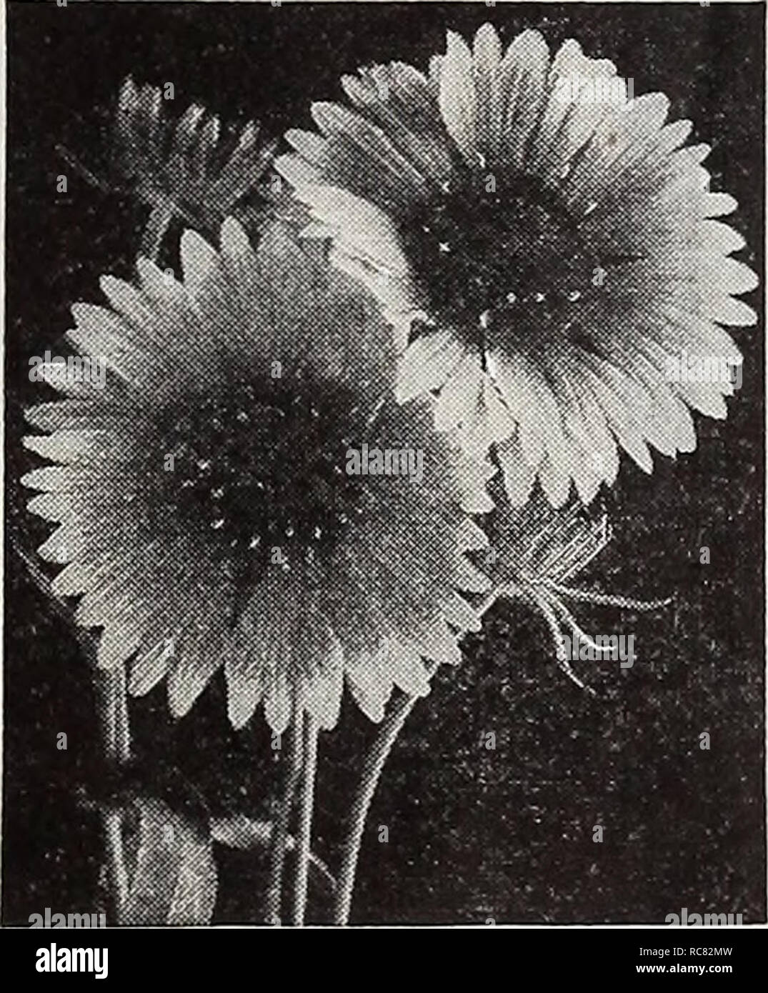 . Dreer's garden book for 1940. Seeds Catalogs; Nursery stock Catalogs; Gardening Equipment and supplies Catalogs; Flowers Seeds Catalogs; Vegetables Seeds Catalogs; Fruit Seeds Catalogs. Dimorphotheca, Glistening White Gaillardia Grandiflora M 2441 Goblin Bushy plants only 15 inches tall covered throughout the summer with large, showy, deep red blooms bordered with brilliant yellow. Excellent for beds and borders. Pkt. 20c; special pkt. 75c. 2436 Chloe Large well-formed single blooms of an enticing Indian yellow which is entirely different from all other hardy Gaillardias. A free bloomer, fin Stock Photo