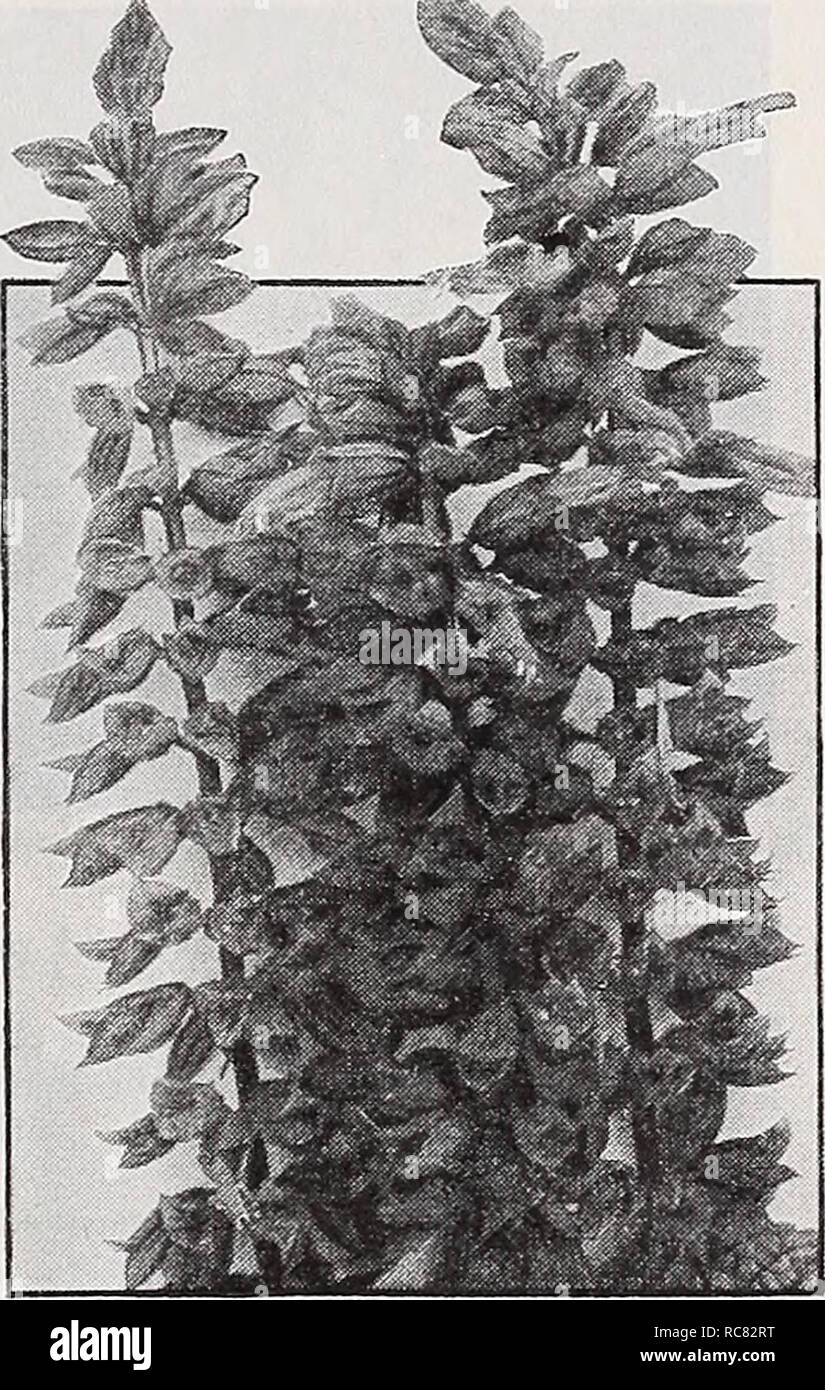 . Dreer's garden book 1939 : 101 years of Dreer quality seeds plants bulbs. Seeds Catalogs; Nursery stock Catalogs; Gardening Equipment and supplies Catalogs; Flowers Seeds Catalogs; Vegetables Seeds Catalogs; Fruit Seeds Catalogs. ^k niqc Lemon Verbena—yifoy^io Citriodora. Its richly fragrant foliage is indispensable for cutting. Strong plants 25c each; S2.50 per doz. Nierembergia—B/ue Cups Caerulea (Hippomanica) Those who set out plants of this showy dwarf annual plant will be sure of having well-branched compact little bushes studded with lovely cup-shaped bright lavender-blue blooms borne  Stock Photo