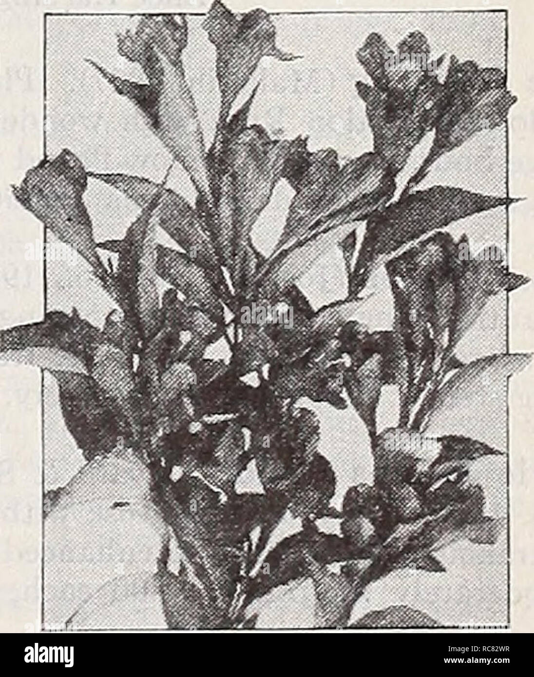 . Dreer's garden book 1939 : 101 years of Dreer quality seeds plants bulbs. Seeds Catalogs; Nursery stock Catalogs; Gardening Equipment and supplies Catalogs; Flowers Seeds Catalogs; Vegetables Seeds Catalogs; Fruit Seeds Catalogs. Vitex macrophylla Witex.—Chaste Tree (T) Macrophylla. A graceful shrub with attractive spikes of lovely lavender-blue flowers. Blooms profusely from July until fall and grows more than 10 feet high unless pruned back. It is a most desirable summer-flowering shrub of distinctive appearance. Strong plants, size 15-18 in., 75c each; $7.50 per doz.. Weigela Eva Rathke W Stock Photo
