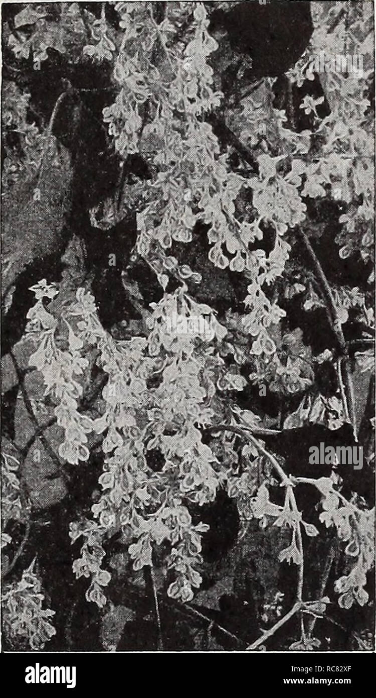 Dreer S Garden Book 1939 101 Years Of Dreer Quality Seeds Plants