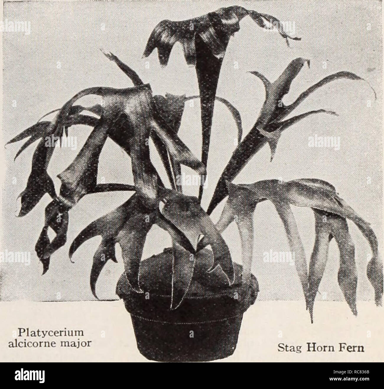 . Dreer's garden book / Henry A. Dreer.. Nursery Catalogue. Asplenium Nidus Avis Asplenium Nidus Avis (Bird's Nest Fern). We have a splendid lot of these interesting house ferns. 2 inch pots, 50c; 3| inch pots, 75c; 5 inch pots, $1.50 each. Cibotium Schiedei (Mexican Tree Fern). One of the most desirable and most valuable of all Ferns for room decoration. Beautiful light green foliage. 4 inch pots, $1.00; 6 inch pots, $2.50; 8 inch tubs, $5.00; 10 inch tubs, $7.50 each. Cyrtomium Rochfordianum com- pactum (Crested Holly Fern). Next to the Boston Ferns the Holly Fern is the most satisfactory f Stock Photo