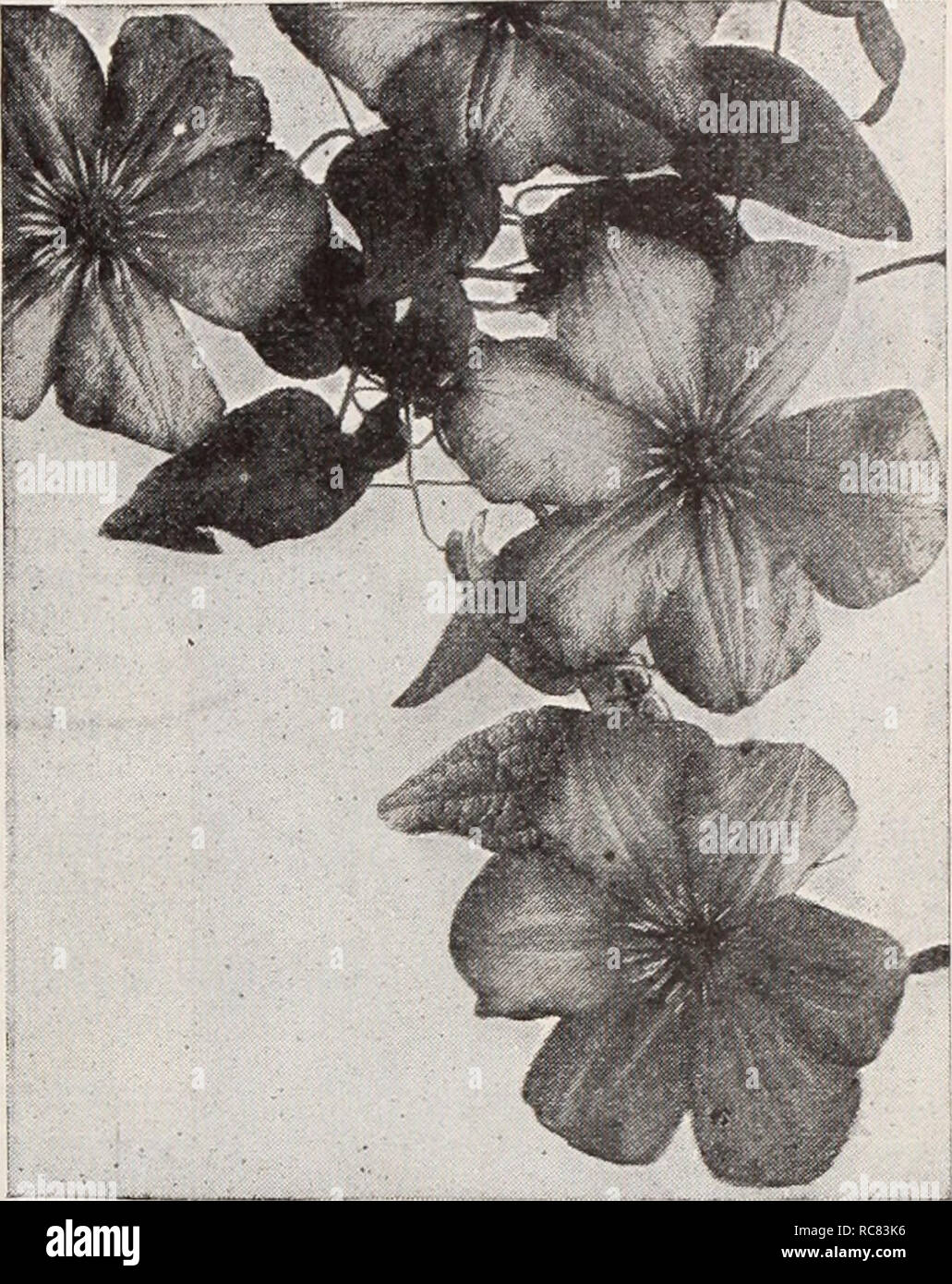 . Dreer's garden book / Henry A. Dreer.. Nursery Catalogue. Clematis Veitchiana—Honeybella Clematis Veitchiana—Honey bells One of the late Dr. Wilson's introductions from western China. A graceful climber with attractive dark green foliage, attaining a height of 6 to 7 feet and producing freely dainty, creamy white, fragrant, honey scented, drooping, bell-shaped flowers in pyramidal panicles during Sep- tember and October. A welcome addition to the limited list of climbing plants that flower so late in the season. 50c each; $5.00 per doz.. Clematis Jackmani Euonymus The trailing varieties of E Stock Photo