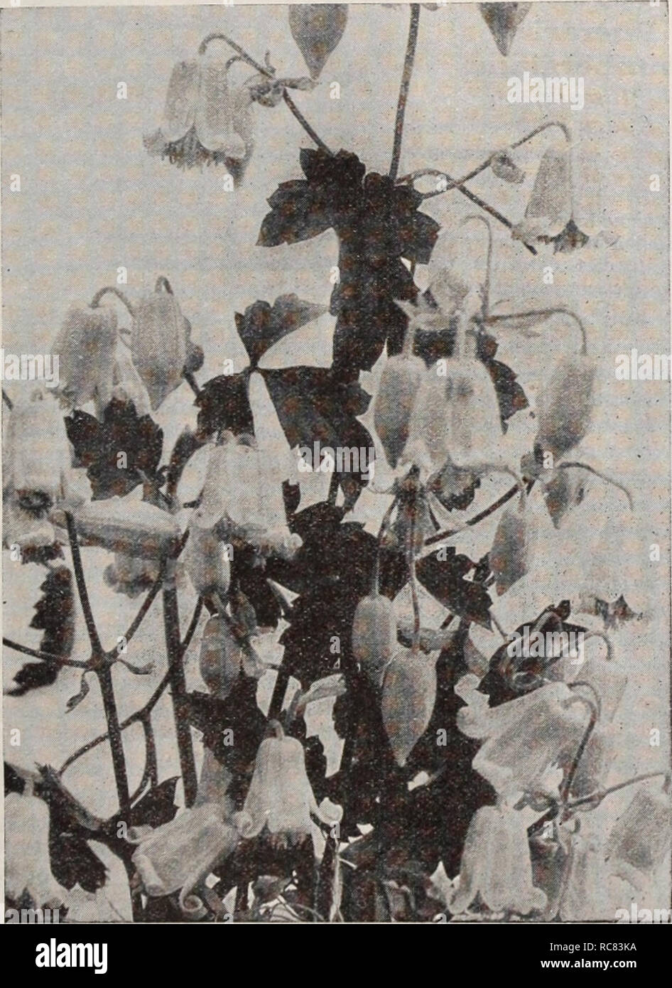 . Dreer's garden book / Henry A. Dreer.. Nursery Catalogue. i HARDY CLIMBING PLANTS ; PHlLADELPHlH 155 Large-Flowering Clematis No other climbing plant enjoys the widespread popularity as the beauti- ful large-flowering varieties of Clematis. They do well in a fertile light loamy soil which is well drained. They climb with ease and will grow more than ten feet in height. Duchess of Edinburgh. Elegant large double white blooms. Henryi. Lovely, large, creamy white blooms. Jackmani. This is the very popular rich purple Clematis. Mme. Edouard Andre. Large bright rosy carmine blooms. Any of the abo Stock Photo