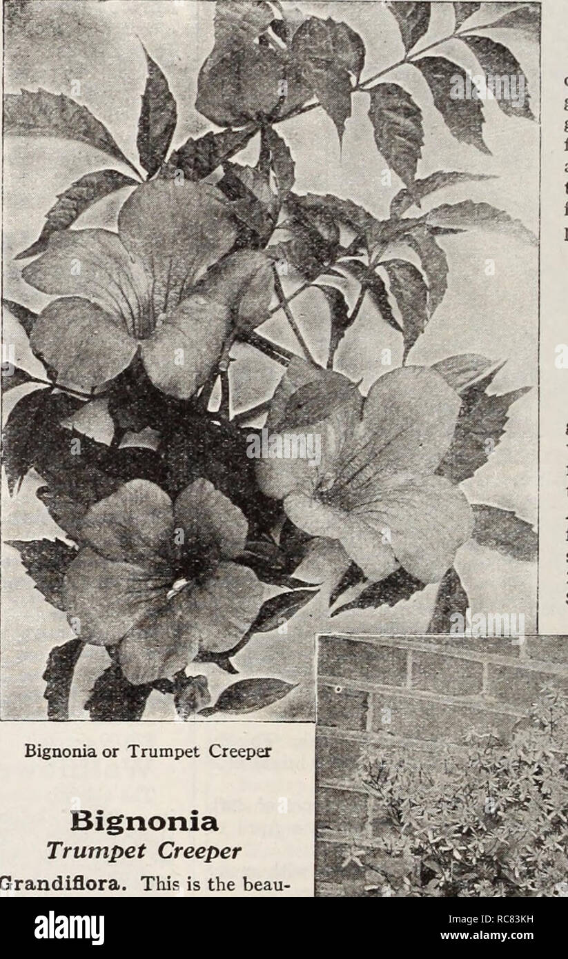 . Dreer's garden book / Henry A. Dreer.. Nursery Catalogue. Ampelopsis Low! Lowi. A splendid variation from the popular Boston or Japanese Ivy, pos- sessing all the merits of the parent, such as perfect hardiness and the ability to cling to the smoothest surfaces without support. Has much smaller, deeply cut foliage of a bright green color turning to red in the fall. 50c each; $5.00 per dozen. Quinquefolia (Virginia Creeper or American Ivy). The well-known climber so effective to cover trees, trellises, arbors, etc., in a thorough manner and in a short time. Deep green foliage changing to rich Stock Photo