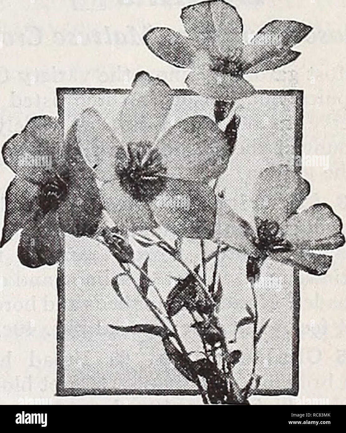 . Dreer's garden book 1939 : 101 years of Dreer quality seeds plants bulbs. Seeds Catalogs; Nursery stock Catalogs; Gardening Equipment and supplies Catalogs; Flowers Seeds Catalogs; Vegetables Seeds Catalogs; Fruit Seeds Catalogs. Linaria, Fairy Bouquet Linaria ® &amp; iH a 2795 Cymbalaria {Kenilworth Ivy, Mother of Thousands). 11 ® A charming, neat, hardy perennial trailing plant with lovely bright green foliage and graceful lavender and purple flowers. Pkt. 10c; special pkt. SOc. 2797 Maroccana, Excelsior Hybrids. ® A dainty, easy-to-grow annual bear- ing small spikes like miniature Snap- d Stock Photo