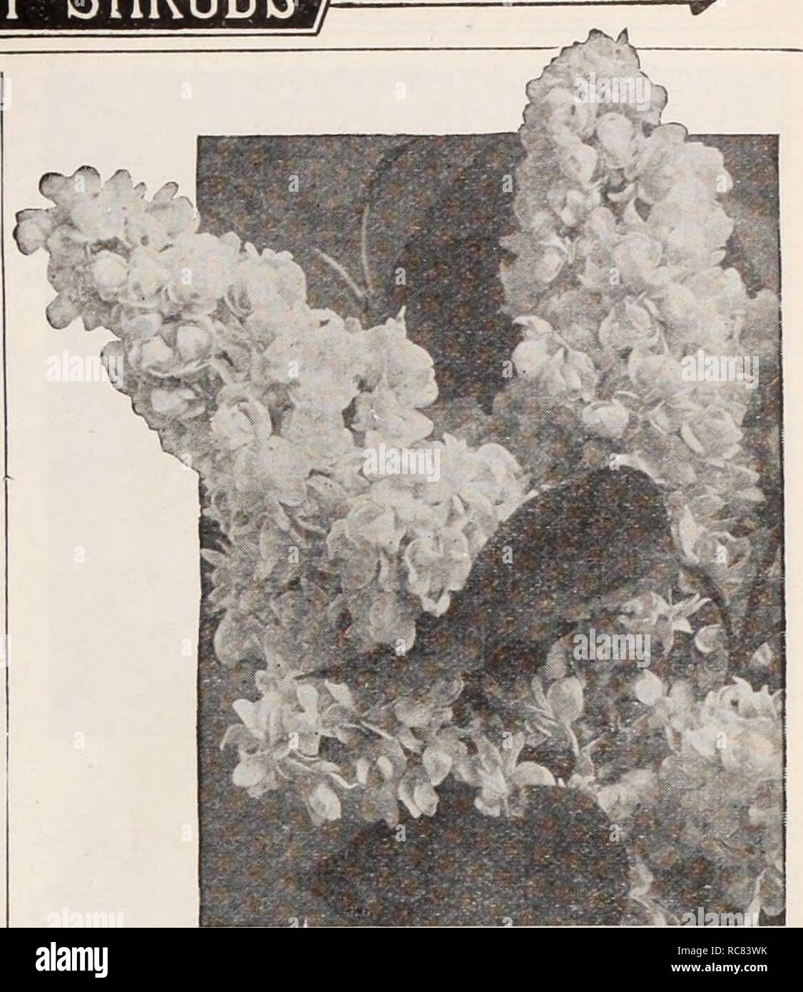. Dreer's garden book / Henry A. Dreer.. Nursery Catalogue. Spiraea Van Houttei Spiraea Anthony Waterer. A valuable variety; color bright crimson. It is of dwarf, dense growth, never exceeding 30 inches in height; in bloom during the entire summer season. Billiardi. Tall growing. Pink flowers in late summer. Prunif olia fl. pi. {Doable Flowering Bridal Wreath). A favorite variety and one of the best; it is a beautiful shrub of medium size with double white flowers in May. Thunbergi. One of the most charming of all low-growing shrubs, with fine delicate foliage, and a profusion of small white f Stock Photo