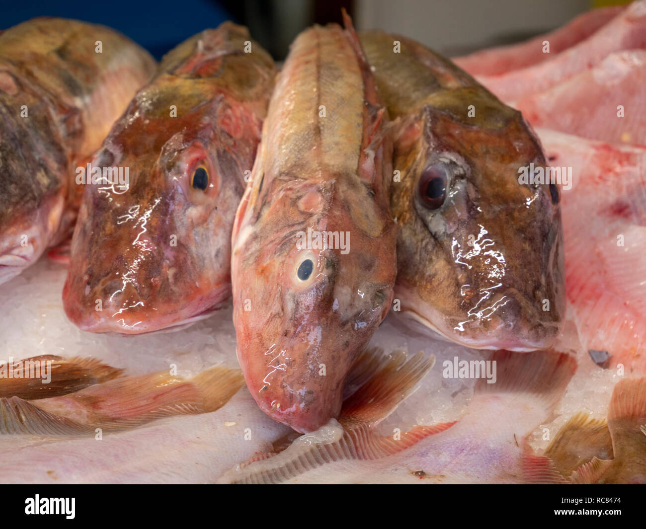 Fresh gurnard fish for sale on a fishmongers slab in the UK Stock Photo ...