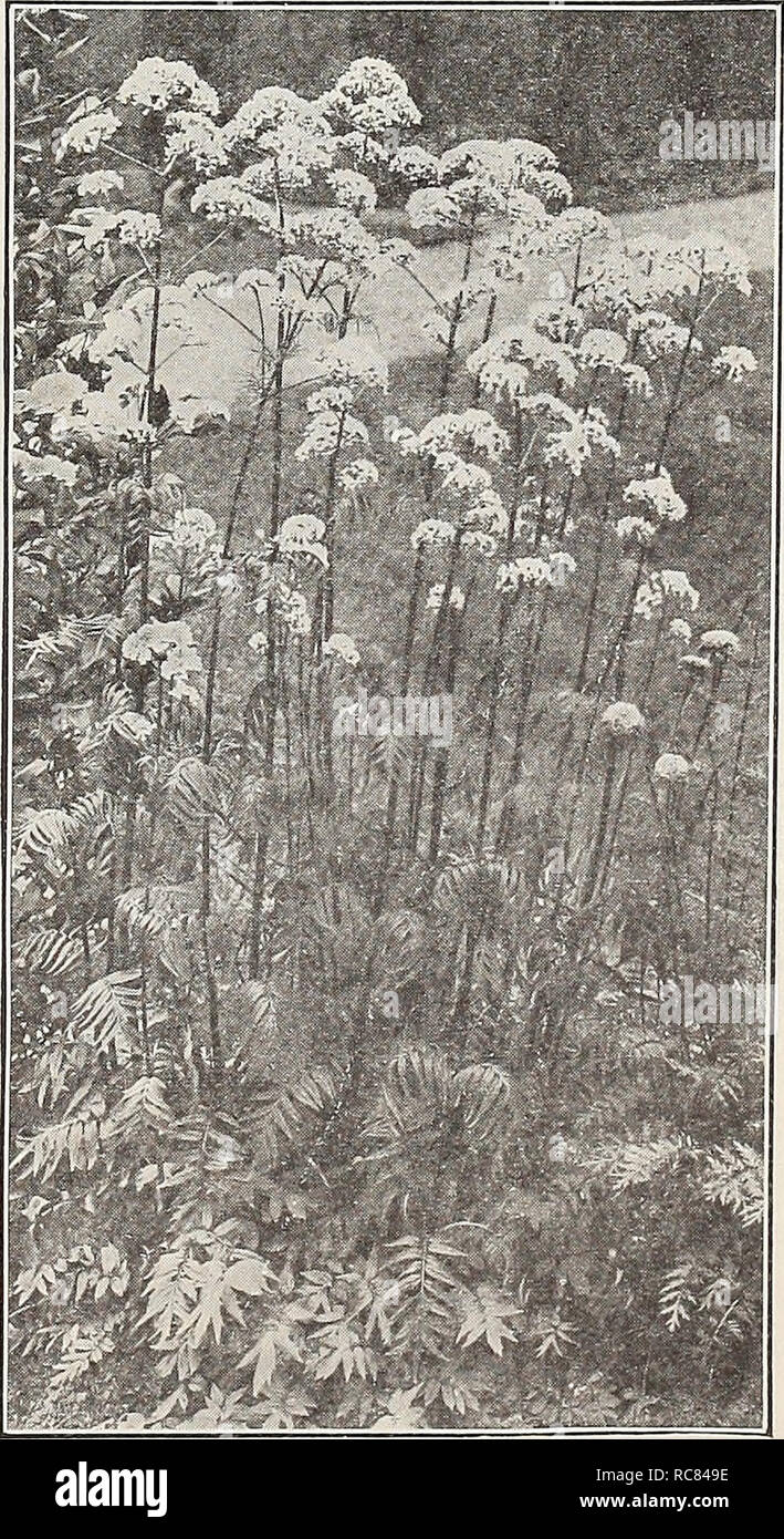 . Dreer's garden book 1932. Seeds Catalogs; Nursery stock Catalogs; Gardening Equipment and supplies Catalogs; Flowers Seeds Catalogs; Vegetables Seeds Catalogs; Fruit Seeds Catalogs. TrolliUS (Clobe Flower) Europaeus Hybrids. Desirable free flowering hybrids producing their giant buttercup-like blossoms ranging from pale yellow to deep orange on strong stems; May and June; 2 feet high. 35 cts. each; S3.50 per doz.; $25.00 per 100. Ledebouri. A very distinct rare species, growing 2 to 2J feet high, producing its rich orange large flowers, which open up like a butter- cup, in great profusion fr Stock Photo