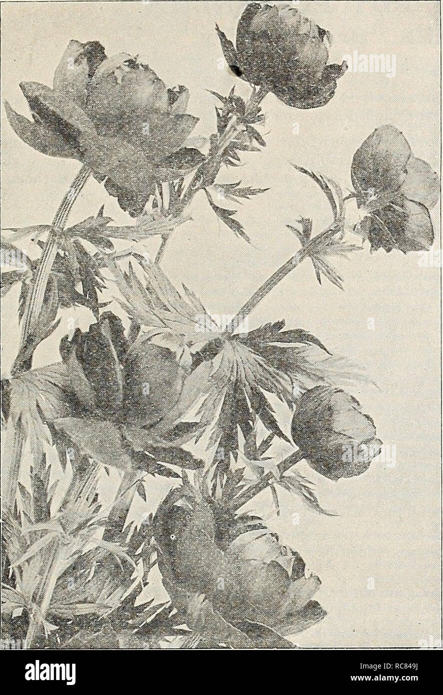 . Dreer's garden book 1932. Seeds Catalogs; Nursery stock Catalogs; Gardening Equipment and supplies Catalogs; Flowers Seeds Catalogs; Vegetables Seeds Catalogs; Fruit Seeds Catalogs. k HARDY PERENNIAL PtANTS I. ?PHIMDELPIMI 193. TrolliUS (Clobe Flower) Europaeus Hybrids. Desirable free flowering hybrids producing their giant buttercup-like blossoms ranging from pale yellow to deep orange on strong stems; May and June; 2 feet high. 35 cts. each; S3.50 per doz.; $25.00 per 100. Ledebouri. A very distinct rare species, growing 2 to 2J feet high, producing its rich orange large flowers, which ope Stock Photo