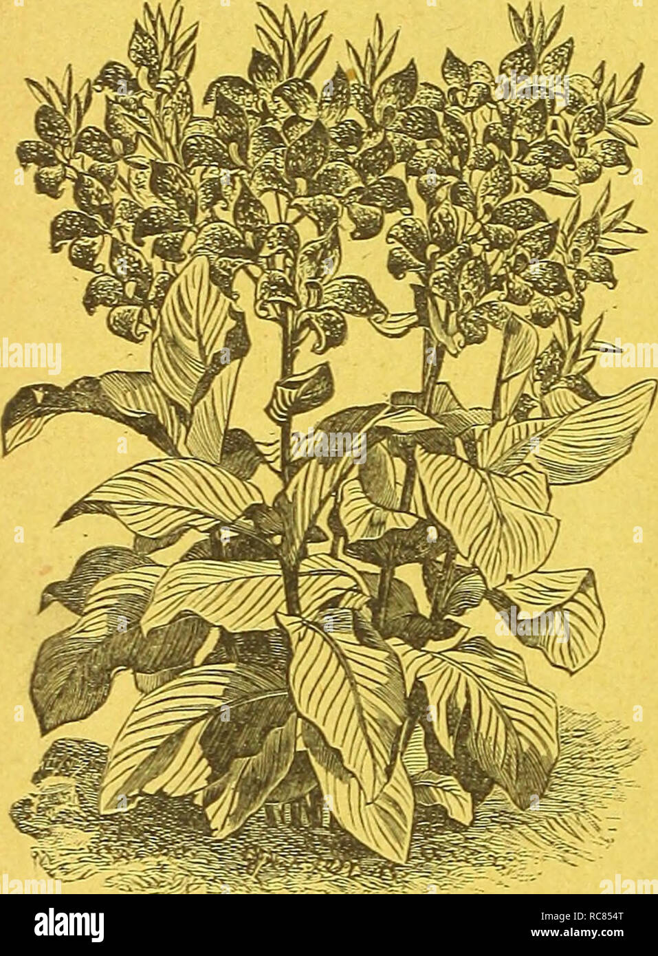 . Dreer's garden calendar : 1891. Seeds Catalogs; Nursery stock Catalogs; Gardening Catalogs; Flowers Seeds Catalogs; Fruit Seeds Catalogs. VI DREERS GARDEN CALENDAR. CAM A, MADAME CEOZY. The finest and most distinct variety yet introduced, with large flowers of dazzling scarlet, edged with golden yel- low. The plant is a vigorous grower, of dwarf habit, and remarkably free-flowering. No. 5406. Per pkt., 25 cts. OANNA, EMILE LE OLERO. This is a very beautiful and extremely effective variety, having light green foliage, and golden yellow orchid-like flowers, striped and spotted with crimson. No Stock Photo