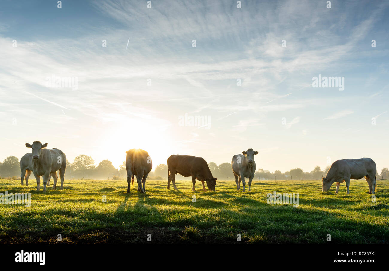 Backlit cows in field, early morning, Netherlands Stock Photo