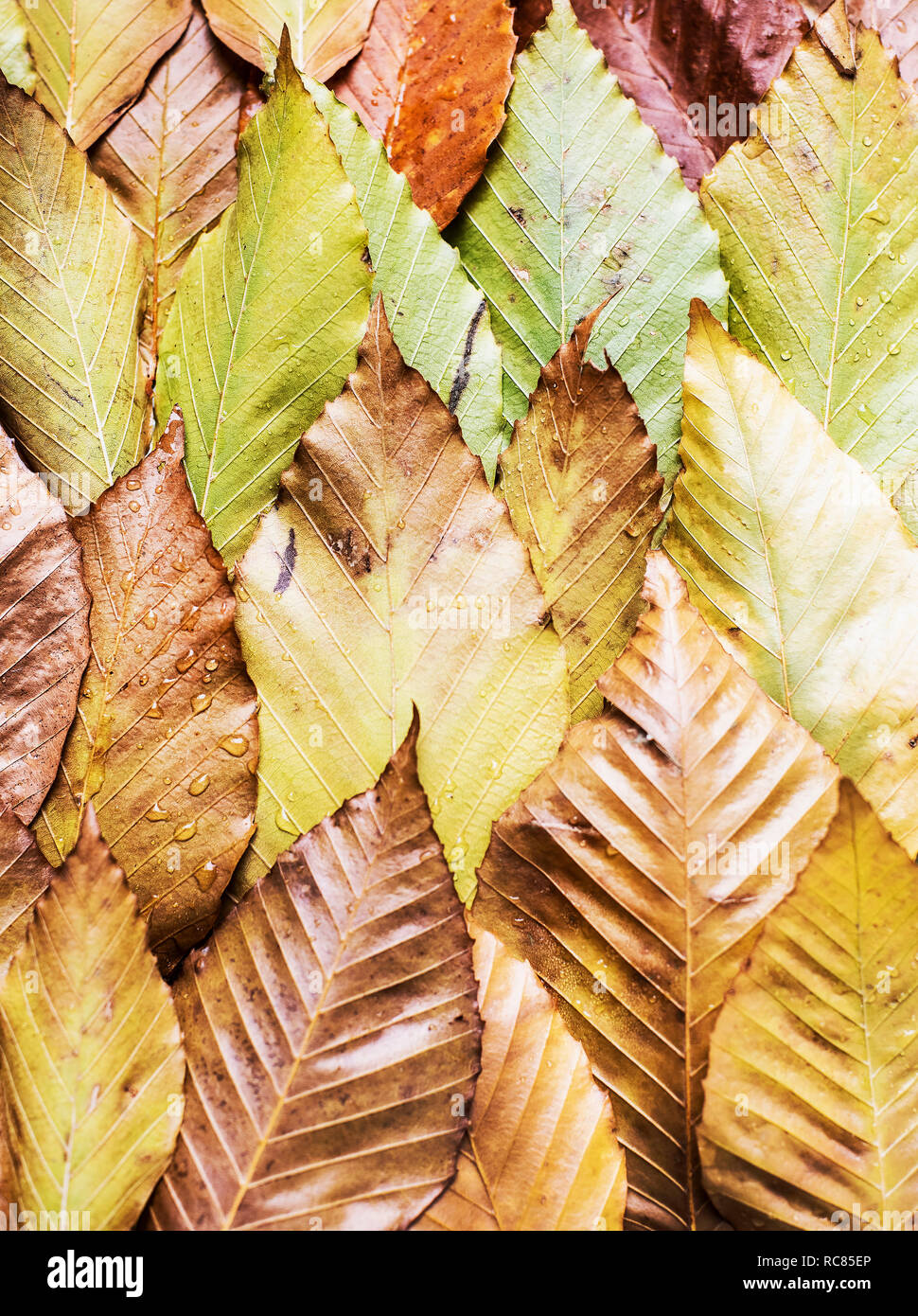 Overlapping autumn leaves, still life, overhead view Stock Photo