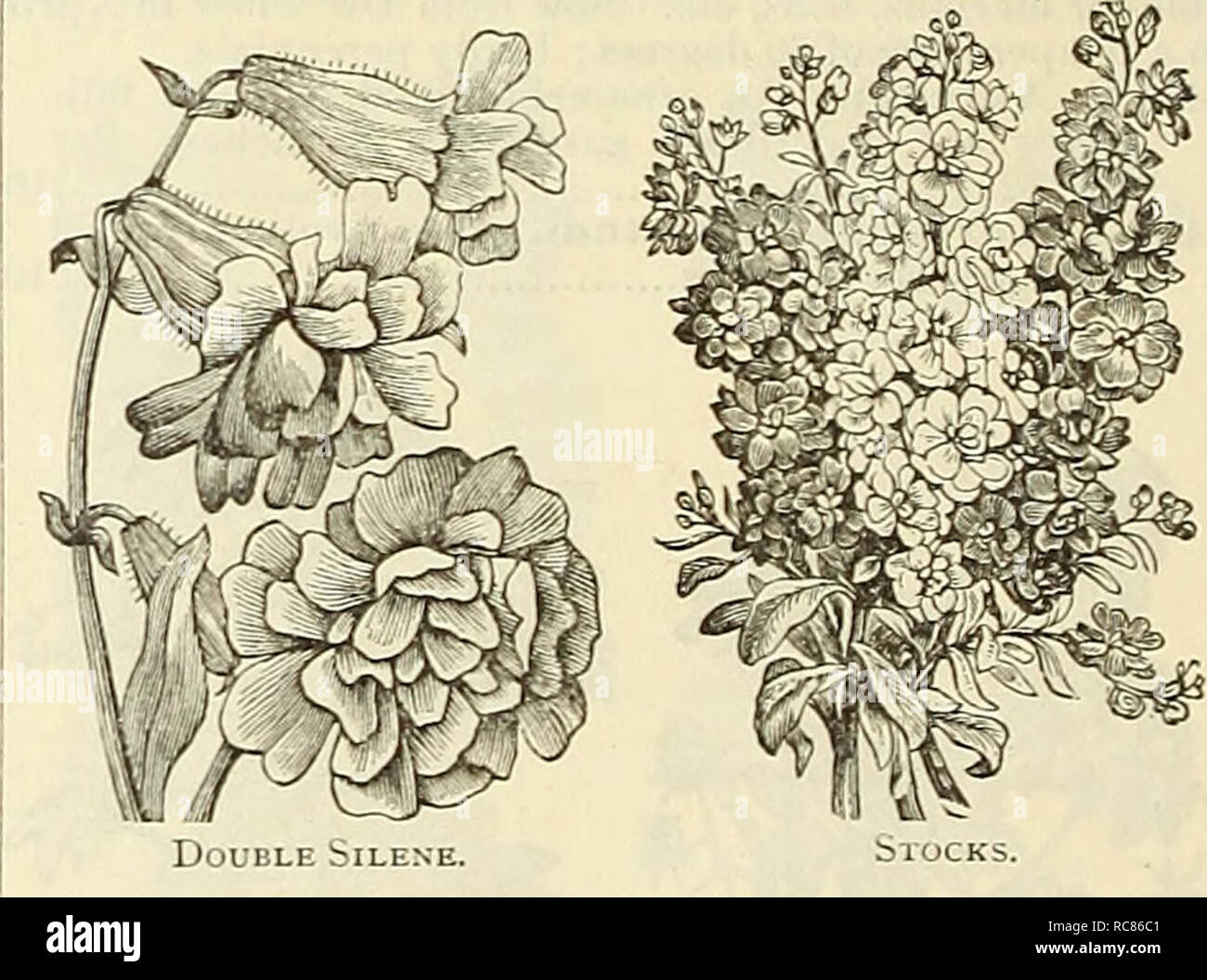 . Dreer's garden calendar for 1887. Seeds Catalogs; Nursery stock Catalogs; Gardening Catalogs; Flowers Seeds Catalogs. Senecio. Sedum. SEDUM. (Stonecrop.) A pretty and useful little plant, growing freely on rock or rustic-work, hanging baskets, etc.; during the summer they expand their brilliant star-shaped flowers in profusion ; mixed colors and varieties; hardy peren- nial ; 3 inches. 6540 S. Mixed 10 PER PKT. SENECIO, or JACOB/EA. A showy half-hardy perennial from South Africa. It produces in great profusion branching spikes of bright flowers, li inches in diameter, from spring until fall, Stock Photo