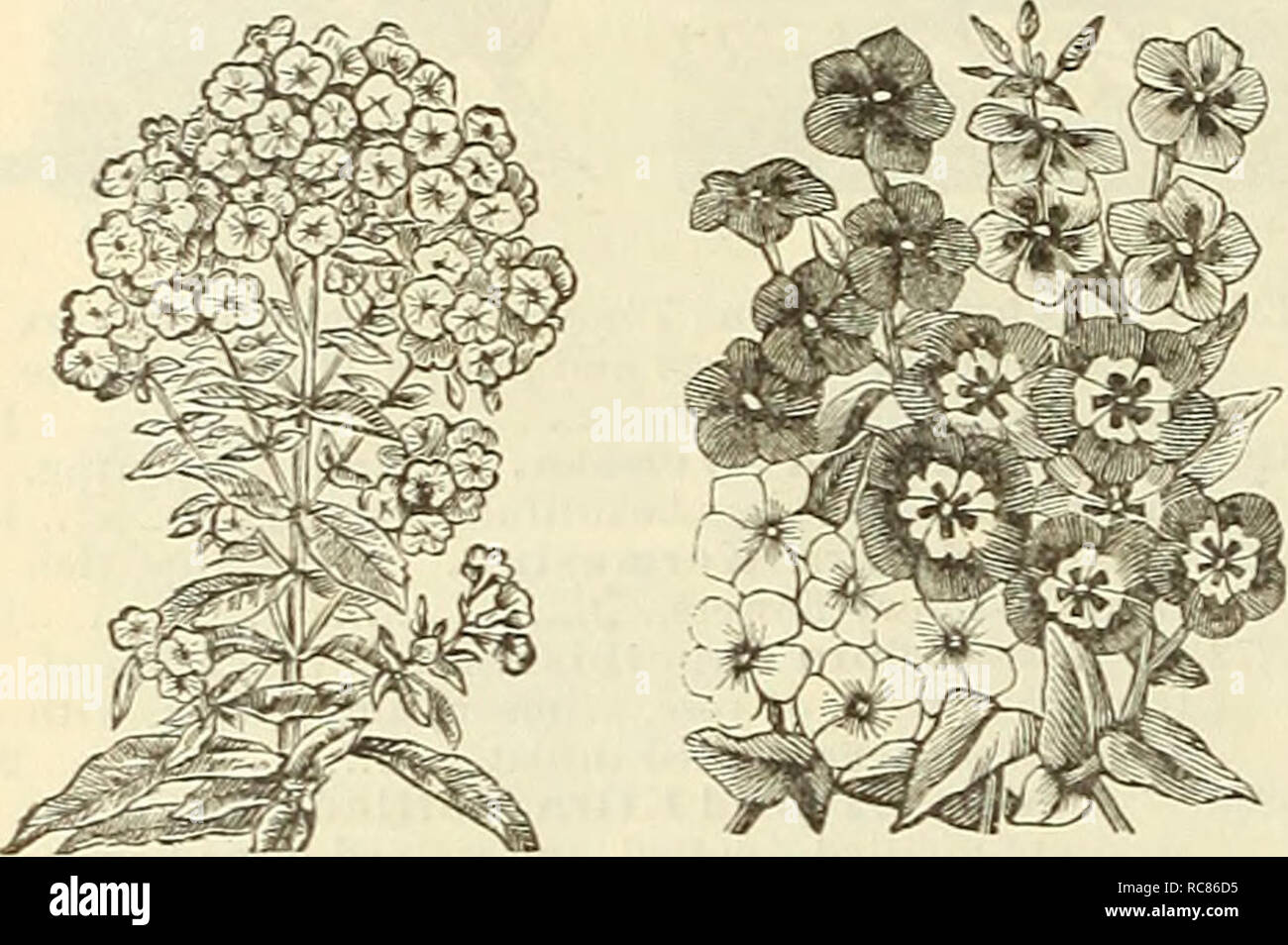 . Dreer's garden calendar for 1887. Seeds Catalogs; Nursery stock Catalogs; Gardening Catalogs; Flowers Seeds Catalogs. 60 DEEEE'S RELIABLE SEEDS PER PKT. PH LO X—Continued, 6328 P. Peach Blossom. Large flowers of a delicate salmon tint 10 6326— Radowitzi. Rose, striped white 10 6330— Mixed. All colors. Per oz., $1.00 5 PHLOX DRUMMOND! GRANDlFLORA. An improvement on the old varieties in stronger, more compact growth, and larger flowers, with white cen- tres, admirably relieved bv a dark violet eve; li feet. 6331 P. Alba'Pura. Pure white 10 6334— Carminea Alba Oculata. Rosy carmine, white eye 1 Stock Photo