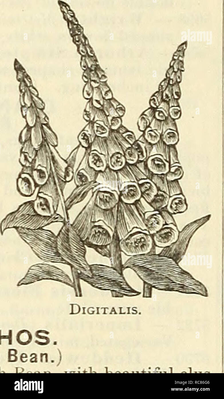 . Dreer's garden calendar for 1887. Seeds Catalogs; Nursery stock Catalogs; Gardening Catalogs; Flowers Seeds Catalogs. DlCTAMKUS. DOLICHOS. (Hyacinth Bean.) A dwarf French Hyacinth Bean, with beautiful clus- ters of purple and white flowers; tender annual; 2 feet. 5760 D. Lablab Xana, Mixed. Per oz., 30 cts 5 ECCREMOCARPUS. (Calampelis.) A rapid growing climber, with pretty foliage; pro- ducing in profusion clusters of orange, tube-shaped flowers. 5775 E. Scaber 5 ECHEVERIA. Very desirable plants for bedding or for borders, blooming the second season. They can be wintered in a light cellar fr Stock Photo