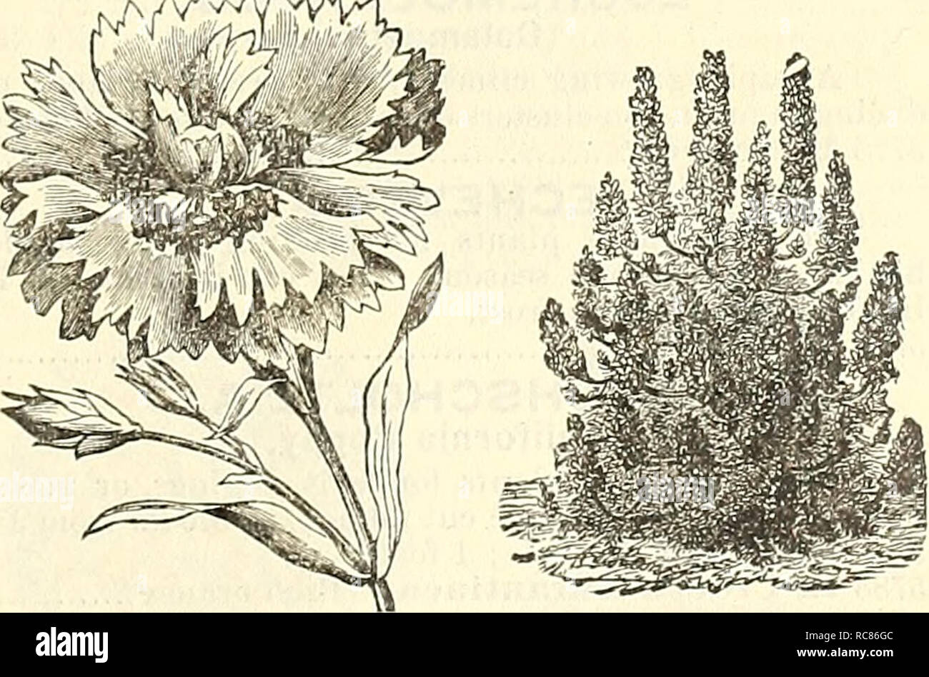 . Dreer's garden calendar for 1887. Seeds Catalogs; Nursery stock Catalogs; Gardening Catalogs; Flowers Seeds Catalogs. Daisy. Datura. 5697 D. Hunnutis Flava Flore Pleno. Large dou- ble flowers, of a deep golden yellow ; delightfully fragrant 5 5700 — Fastuosa Huberiana, Mixed. From large double flowers of various colors 10 5698 — Wrighti (Meteloides). Large single trumpet- shaped flowers, white, with a lilac border 5 5696 — Arborea Simplex (Brugmansia). Large sin- gle trumpet-shaped, white, fragrant flowers, about 12 inches long. Plant out in May 20 DIANTHUS. (Pinks.) A magnificent genus, emb Stock Photo