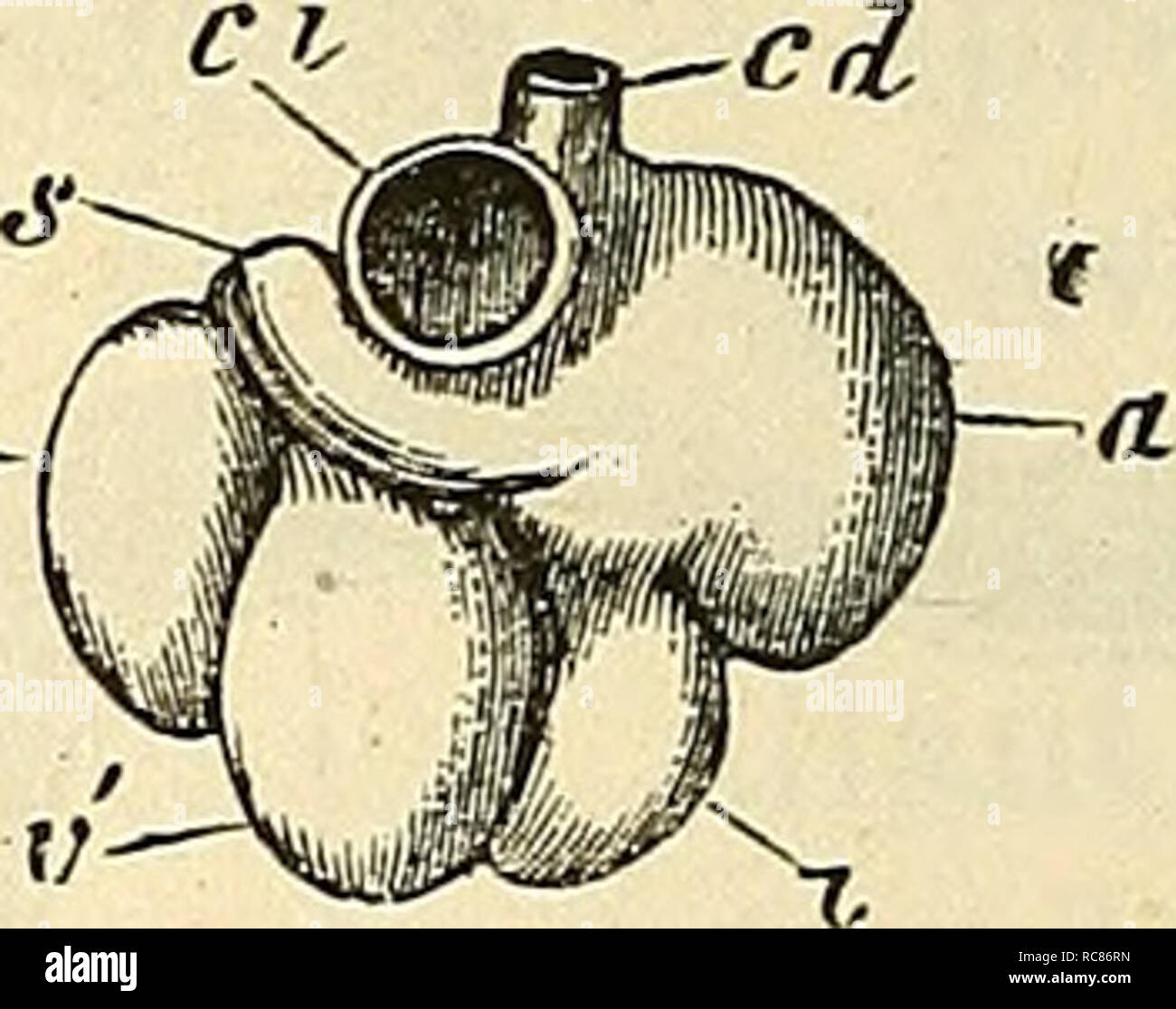 . Embryologie, ou, TraitÃ© complet du dÃ©veloppement de l'homme et des animaux supÃ©rieurs. Embryology; Embryology. Fig. 554.. Fig. 555. la troisiÃ¨me et la huitiÃ¨me semaine, sont les suivantes : avant tout, le ventricule droit se renfle en massue et grandit, le ventri- Fig. 553. â Embryon humain de vingt-cinq Ã vingt-huit jours, redressÃ©; d'aprÃ¨s CosTE; reprÃ©sentÃ© vu d'en avant : on a enlevÃ© les parois antÃ©rieures du thorax et de l'abdomen et une partie-de l'intestin, n, Åil; 5, fosse nasale; 4, branche maxillaire supÃ©rieure; 5, branches maxillaires infÃ©rieures rÃ©unies du prensier a Stock Photo