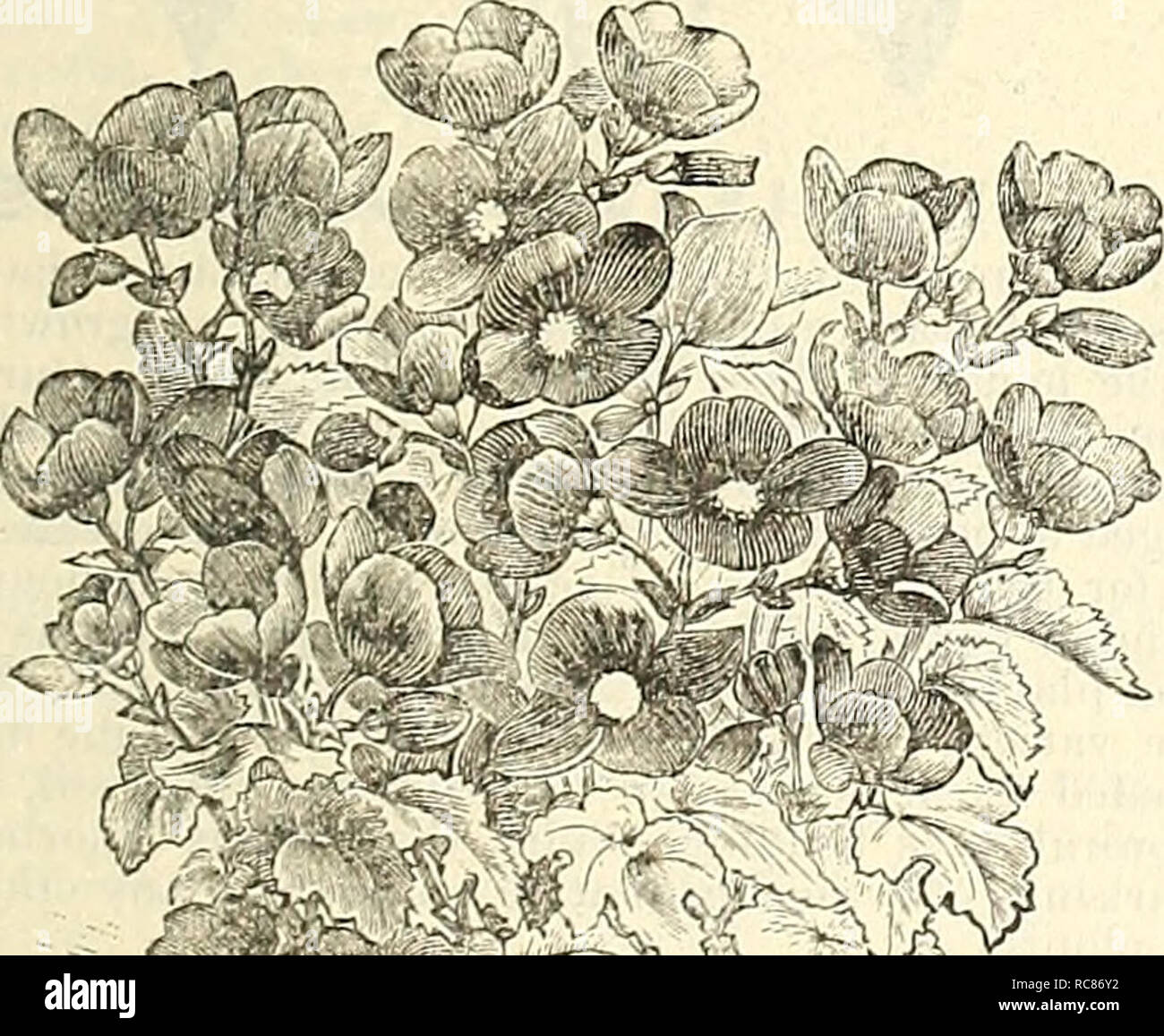 . Dreer's garden calendar : 1886. Seeds Catalogs; Nursery stock Catalogs; Gardening Catalogs; Flowers Seeds Catalogs; Gardening Equipment and supplies Catalogs. •^&quot;^'h^m Begonia Rubra. Pearcei. Bright yellow flowers, deep green foliage variegated with black. Rosea Perfecta. Fine scarlet, splendid. Mixed Double. In the very finest kinds. Mixed Single. In extra fine mixture, from named varieties. TUUEKOUS-ROOTF.D BeGONIAS. TUBEROUS-ROOTED BEGONIAS. The Tuberous-Rooted Bi'sonias are among the hand- somest of our summer flowering bulbs. They are not grown to the extent they should be, as they Stock Photo