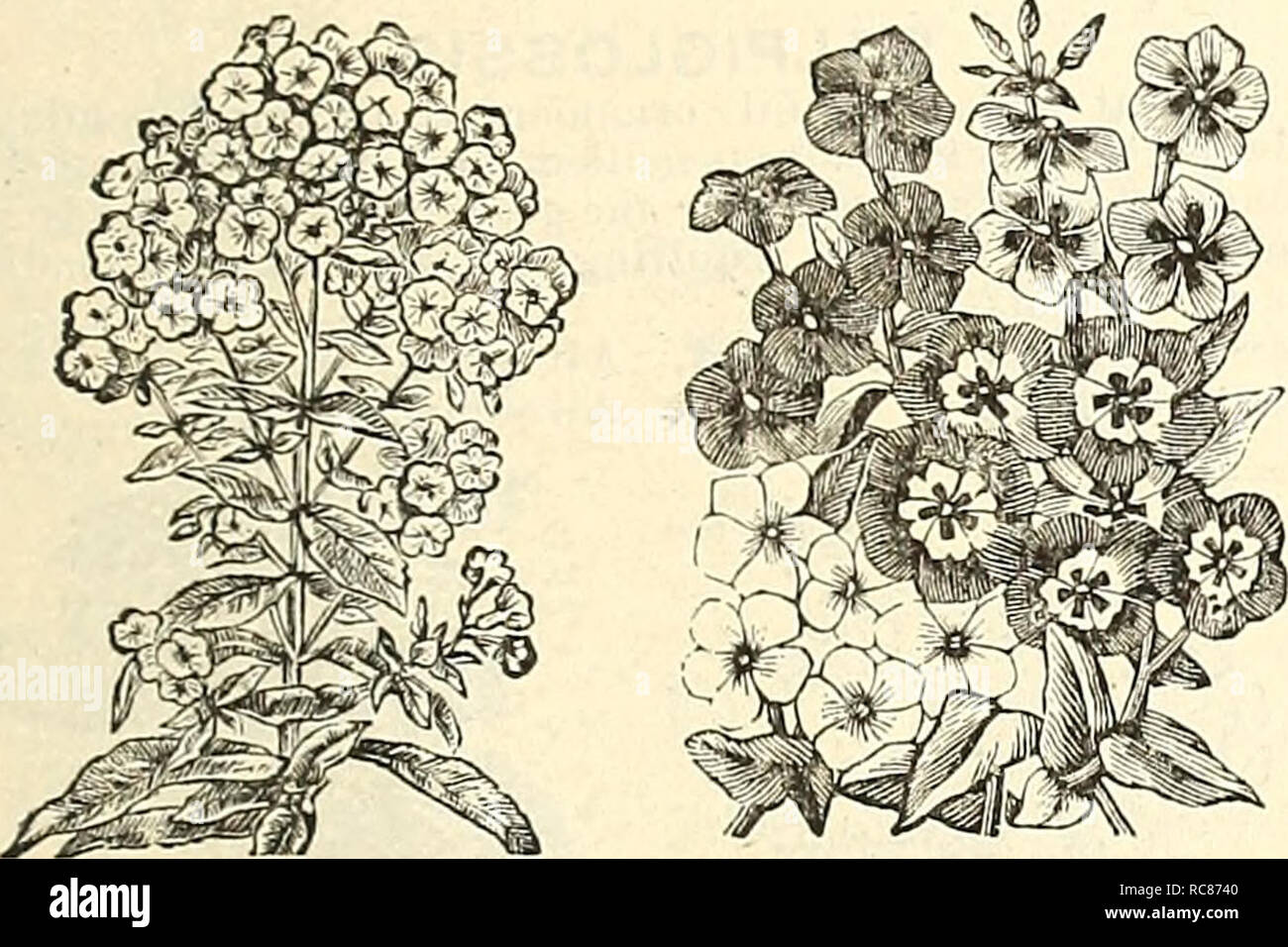 . Dreer's garden calendar : 1886. Seeds Catalogs; Nursery stock Catalogs; Gardening Catalogs; Flowers Seeds Catalogs; Gardening Equipment and supplies Catalogs. FOR THE FLOWER CARD EX. 57 PHLOX—(Continued. 6328 P. Peach Blossom. Larije flowers of a delicate salmon tint 10 6326— Iladowitzi. Rose, striped white 10 6330 — Mixed. All colors. Per oz., iJl.OO 5 PHLOX DRUMMONDI GRANDlFLORA. An improvement on the old varieties in stronger, more comjiact growth, and larger flowers, with white cen- tres, admirably relieved bv a (hirk violet eye; li feet. 6331 P. Alba'Pura. Pure white 10 633-1— Carminea  Stock Photo