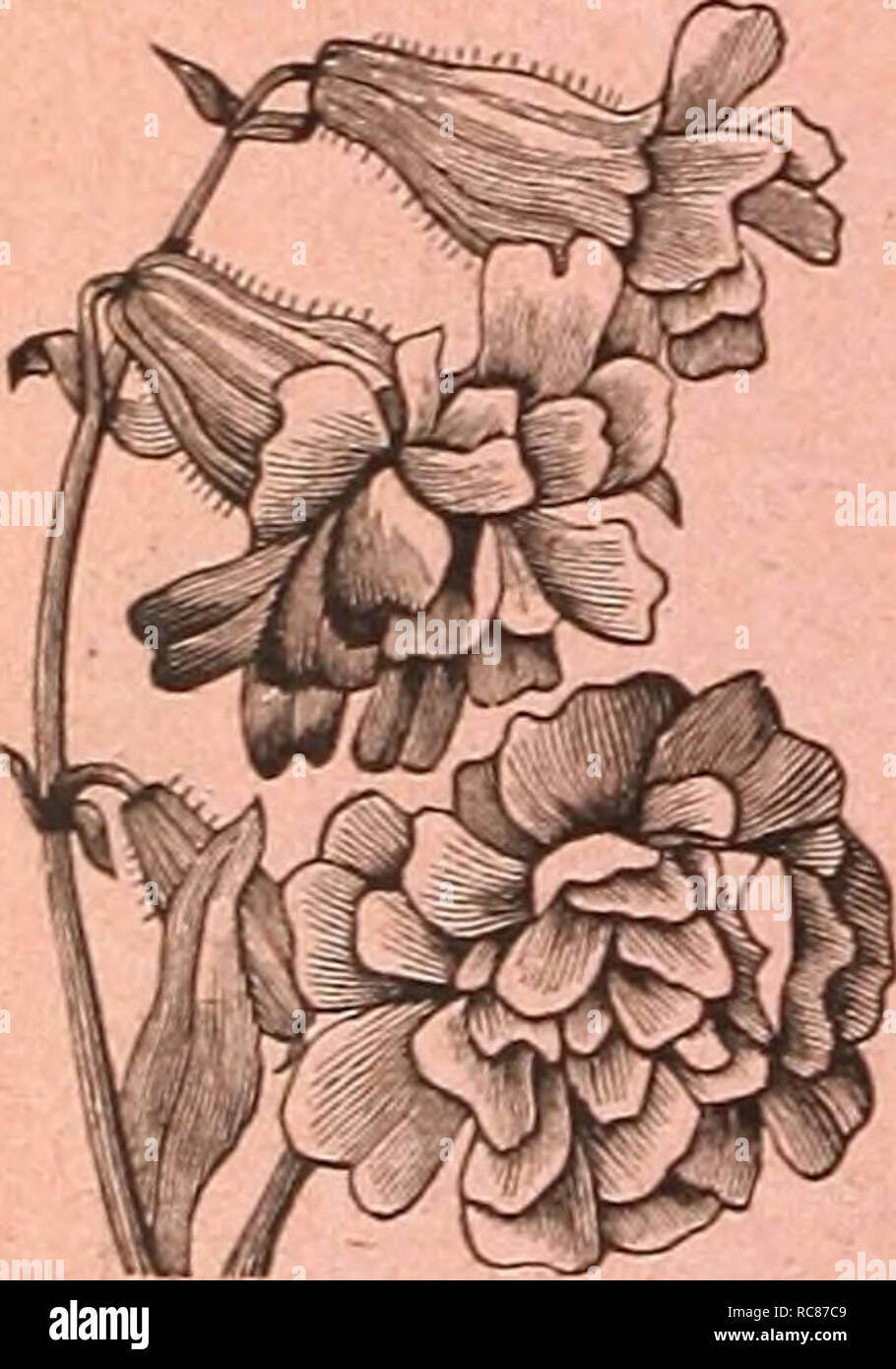 . Dreer's garden calendar : 1886. Seeds Catalogs; Nursery stock Catalogs; Gardening Catalogs; Flowers Seeds Catalogs; Gardening Equipment and supplies Catalogs. PHLOX DRUMMONDI COCCINEA FL. SEMI PLENO. No. 6353. Although there are already almost innumer- able varieties of this popular annual in cultivation, we do not doubt but that this new variety, which is probably the first introduced with semi-double and double flowers, will soon orain its admirers. The plants grow more compact than the old scarlet single flowered variety ; the trusses and the individual flowers are equal in size to those  Stock Photo