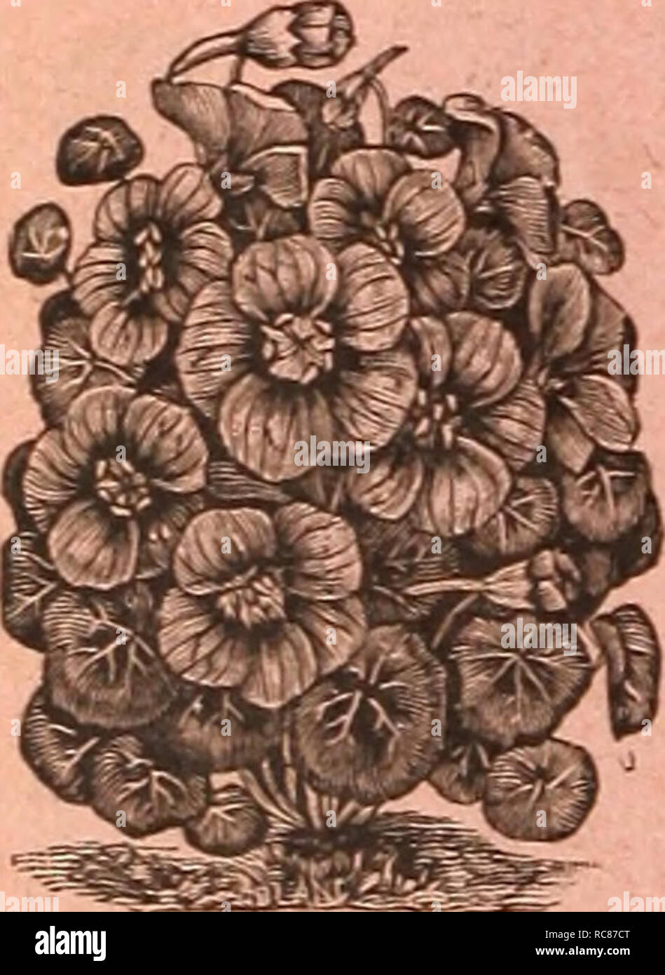 . Dreer's garden calendar : 1886. Seeds Catalogs; Nursery stock Catalogs; Gardening Catalogs; Flowers Seeds Catalogs; Gardening Equipment and supplies Catalogs. CHRYSANTHEMUM SEGETUM GRANDIFLORUM. No. 5495. Beautiful large blooms, of a bright sulphur- yellow color, measurinc; 2 to 24 inches in diameter and borne profusely. Per pkt., 15 cts. MIGNONETTE. MACHET. No. 610S. Well adapted for pot culture, as it comes per- fectly true from seed. The dwarf and vigorous plants are of pyramidal growth and furnished with very thick, dark green leaves, and throw up numerous flower stalks. It is entirely d Stock Photo
