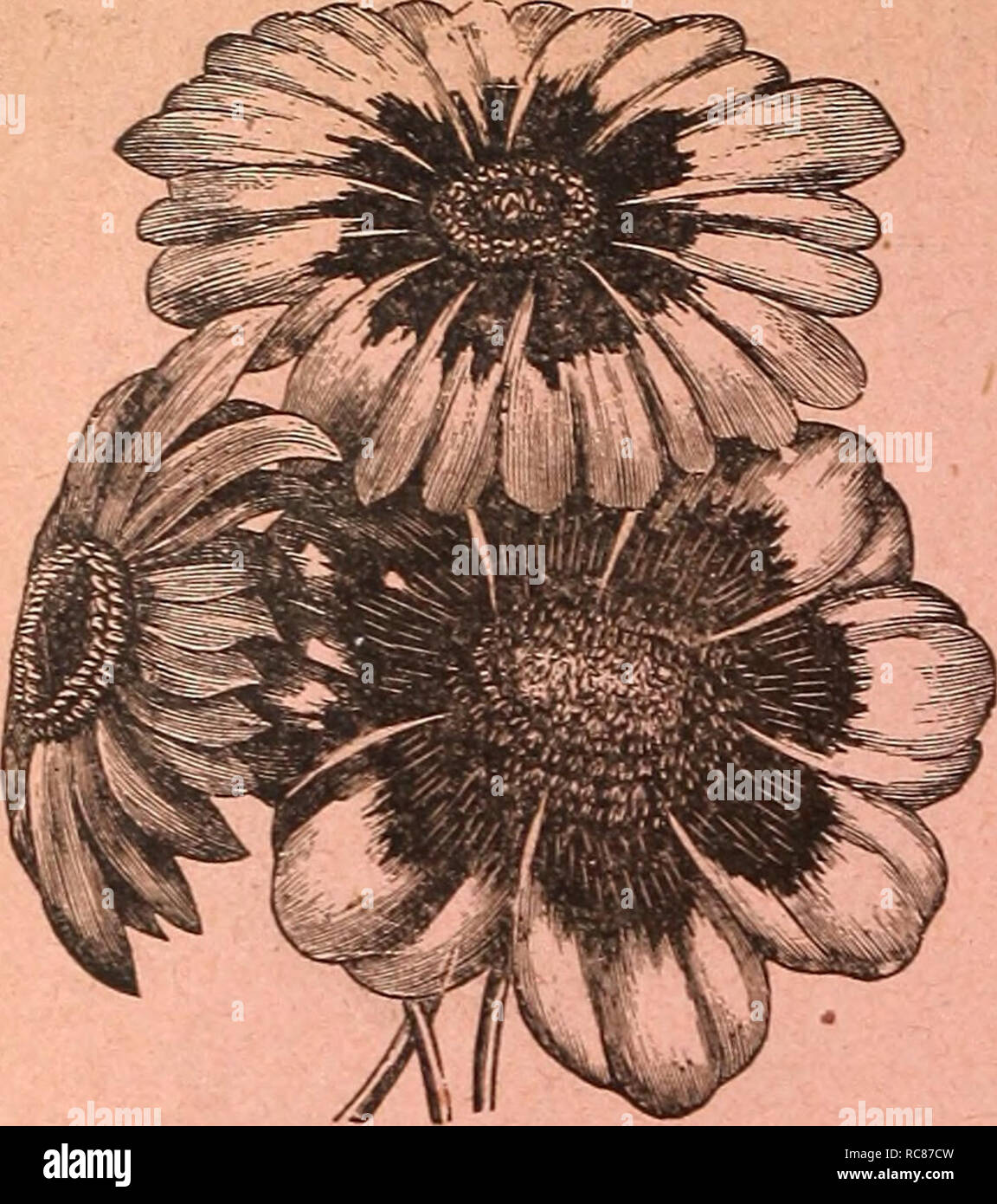 . Dreer's garden calendar : 1886. Seeds Catalogs; Nursery stock Catalogs; Gardening Catalogs; Flowers Seeds Catalogs; Gardening Equipment and supplies Catalogs. VI DREER'S GARDEN CALENDAR.. CHRYSANTHEMUM SEGETUM GRANDIFLORUM. No. 5495. Beautiful large blooms, of a bright sulphur- yellow color, measurinc; 2 to 24 inches in diameter and borne profusely. Per pkt., 15 cts. MIGNONETTE. MACHET. No. 610S. Well adapted for pot culture, as it comes per- fectly true from seed. The dwarf and vigorous plants are of pyramidal growth and furnished with very thick, dark green leaves, and throw up numerous fl Stock Photo
