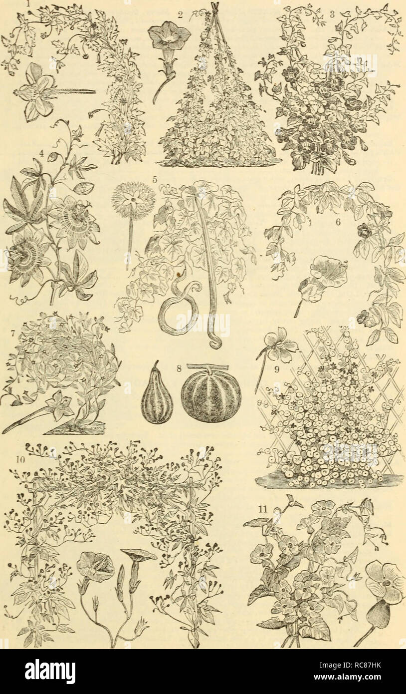 . Dreer's garden calendar : 1883. Seeds Catalogs; Nursery stock Catalogs; Gardening Catalogs; Flowers Seeds Catalogs. DREER'S GARDEN CALENDAR. 6y. i. Loasa Latkritia. 2. Ipomcza Huberi Variety, Japanese Hybrids. 3 Maurakdia Variety. 4 Passiflora Iscarnata. j 5. Tricosanthes Coluerina, Serpent Gourd. 6 CoejEa Scandens. 7. Cypress Vine Variety. , 8. Small Ornamental Gourds. Tr&lt;vp.eohm Mam ^ Variety, ok Tall Nasturtium. Ivy-Leaved Cypress Vine. Thl-neergia Variety,or Black- eyed Susan.. Please note that these images are extracted from scanned page images that may have been digitally enhanced f Stock Photo