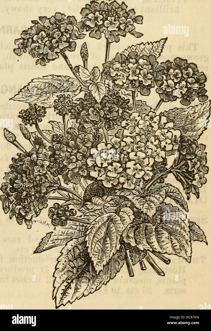 . Dreer's garden calendar : 1881. Seeds Catalogs; Nursery stock Catalogs; Gardening Catalogs; Flowers Seeds Catalogs. HYDRANGEA PANICULATA GRANDIFLORA. A hardy variety lately introduced, of great merit; it endures the heat and cold of our climate extremely well. Elongated flowers of snowy white, often a foot long, which are produced in the greatest profusion, and continue from August to November. The finest hardy shrub of recent introduction. 50 cts.; extra strong, $1. IMANTOPHYLLUM. MlNlATUM. Resembling the Amaryllis in foliage; bearing large clusters of conspicuous buff orange-colored flower Stock Photo