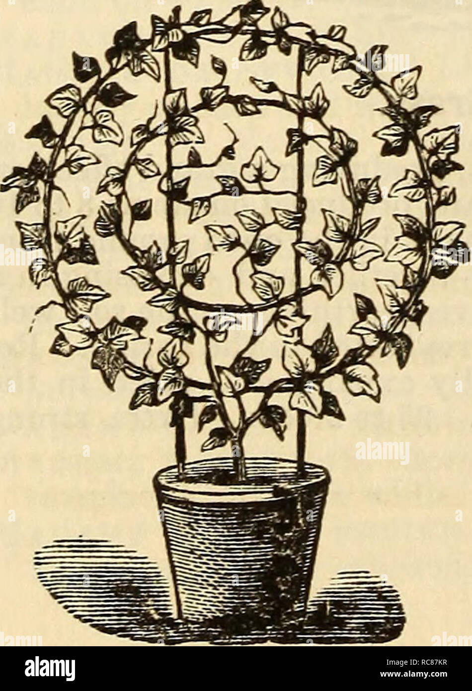 . Dreer's garden calendar : 1881. Seeds Catalogs; Nursery stock Catalogs; Gardening Catalogs; Flowers Seeds Catalogs. 104 Dreer's Garden Calendar. GLAUCIUM CORNICULATUM. An ornamental plant with long silvery white, velvety leaves, gracefully recurved and deeply cut to the mid-rib. Its silvery color makes a fine contrast with dark-colored foliage plants, and largely used in ribbon gardening. 15 cts.; $1.50 per doz. GLOXINIA CRASSIFOLIA. Beautiful summer-flowering, tuberous-rooted plants for the green-house or conservatory, with large bell-shaped Mowers, of the most delicate and brilliant colors Stock Photo