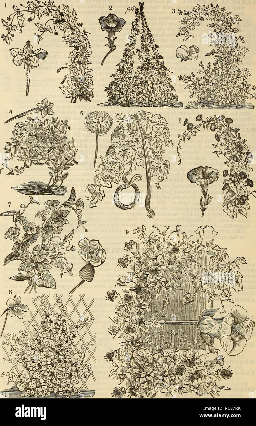 . Dreer's garden calendar : 1881. Seeds Catalogs; Nursery stock Catalogs; Gardening Catalogs; Flowers Seeds Catalogs. 64 i Dreer's Garden Calendar. 2. 1. Loasa Lateritia. I 5. Tricosanthes Colubrina, or Serpent Gourd. 2. Ipomoea Huberi Variety. 6. Convolvulus Major Variety, or Morning Glory. 3. Hyacinth Bean, or Dolichos Lablab. 7. Thunbergia Variety. 4. Cypress Vine Variety. 8. Trop^eolum Majus Variety, or Nasturtium. 9. Cob^a Scandens.. Please note that these images are extracted from scanned page images that may have been digitally enhanced for readability - coloration and appearance of the Stock Photo