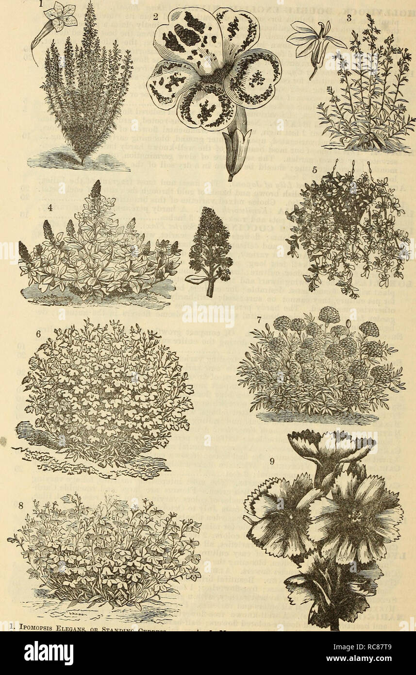 . Dreer's garden calendar : 1881. Seeds Catalogs; Nursery stock Catalogs; Gardening Catalogs; Flowers Seeds Catalogs. 54 Dreer's Garden Calendar.. 1. Ipomopsis Elegans, or Standing Ctprf&lt;5« 2. Mimulus Single Variety. ^yp*ess ! 5. Mesembrtanthemum Crystallinum, or Jce Plant. a. Lobelia Cardinalis. *' £0BEUA Snowflake, or Queen of Whites 4. Mignonette Variety '• -D^kf French Marigold. 9. Lychnis HyJrida SS^S^ ^^ ^STAt P—. Please note that these images are extracted from scanned page images that may have been digitally enhanced for readability - coloration and appearance of these illustrations Stock Photo
