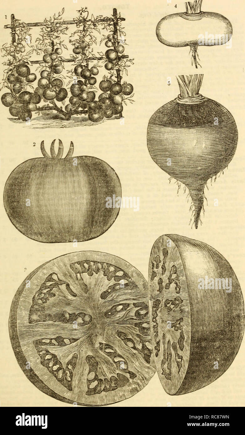 . Dreer's garden calendar : 1881. Seeds Catalogs; Nursery stock Catalogs; Gardening Catalogs; Flowers Seeds Catalogs. Dreer's Garden Calendar. 31. 1 Deeer's Selected Teopht Tomato. I J- |jj« ^^ ^LAT DuTCH TxjRmp. 8. EABLT PAKAGOH TWUJ^ ^^ ^^ jj ^ BaOA&gt;0b SWEDISH TtESlP.. Please note that these images are extracted from scanned page images that may have been digitally enhanced for readability - coloration and appearance of these illustrations may not perfectly resemble the original work.. Henry A. Dreer (Firm); Henry G. Gilbert Nursery and Seed Trade Catalog Collection. Philadelphia, Pa. : H Stock Photo