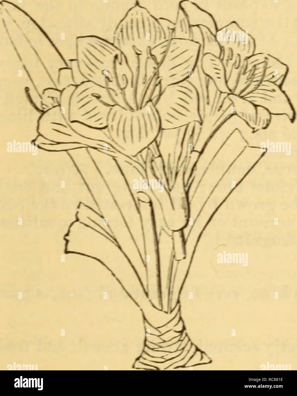 . Dreer's garden calendar : 1879. Seeds Catalogs; Nursery stock Catalogs; Gardening Catalogs; Flowers Seeds Catalogs. Dreer 's Garden Calendar, 121 TRADESCANTIA. Often called &quot; &quot;Wandering Jew,&quot; and verj- pretty for baskets and fountains, growing rapidly, with handsome foliage. 15 cts.; $1.50 per doz. Aquatica. Very small green leaves. Discolor. An upright growing sort, light green leaves, the under side violet-purple, good for a centre plant of baskets, etc.; strong grower. 30 cts. ViTTATA. Bright green, striped white. Zebbina. Leaves striped with silvery white on a dark ground. Stock Photo