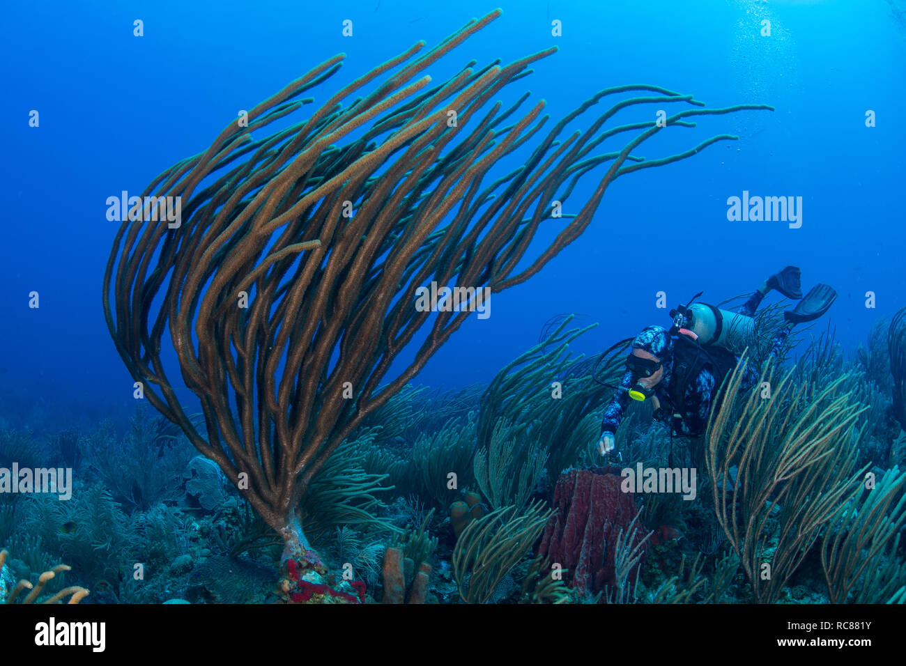 Diver exploring reef life, Alacranes, Campeche, Mexico Stock Photo
