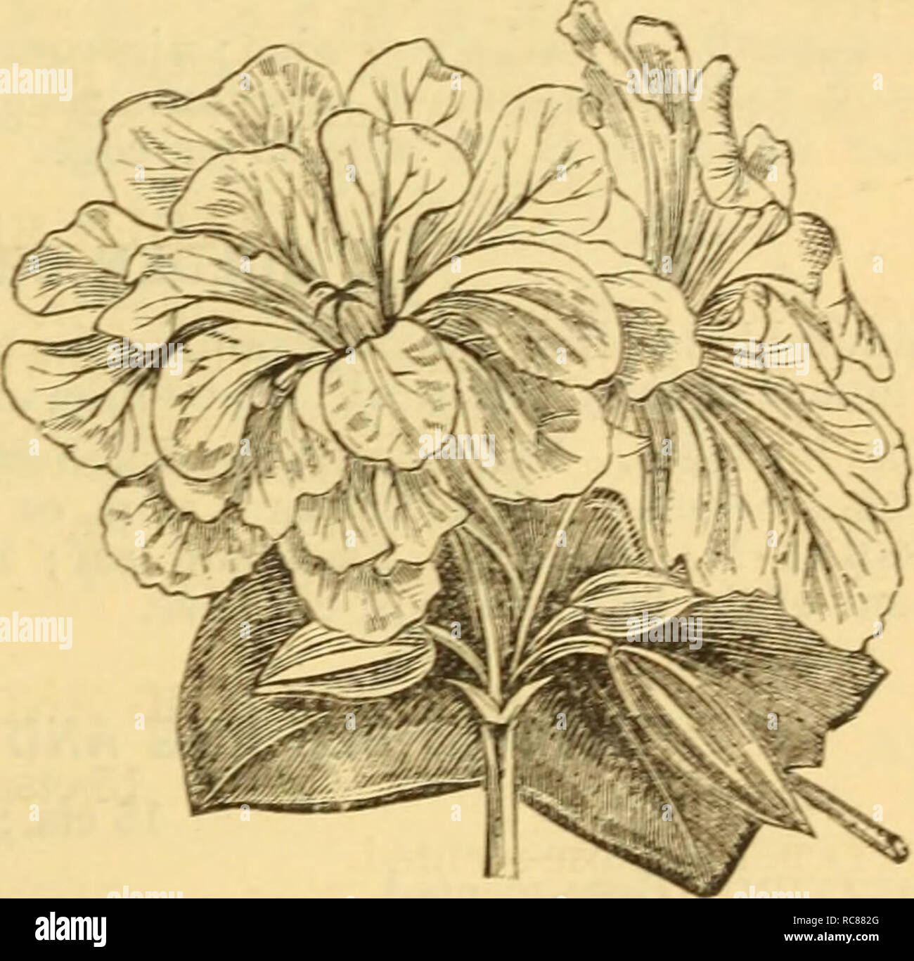 Dreer S Garden Calendar 1879 Seeds Catalogs Nursery Stock Catalogs Gardening Catalogs Flowers Seeds Catalogs Dreer S Gardc7i Calendar 99 Double Flowered Zonale Geranium The Revision Made To This Year S List Includes Only