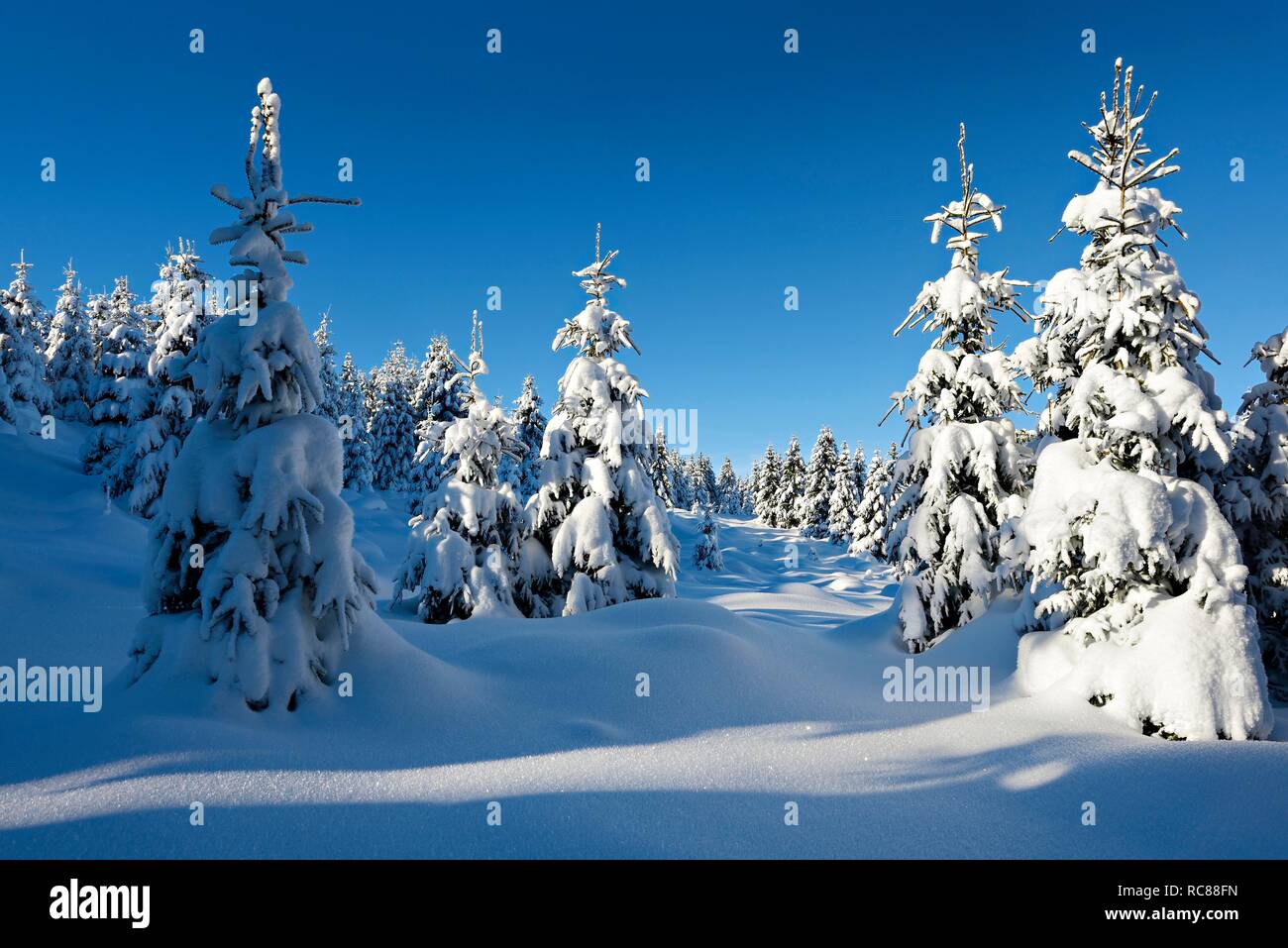 Snow-covered unspoilt winter landscape, spruces covered with snow, Harz National Park, near Schierke, Saxony-Anhalt, Germany Stock Photo