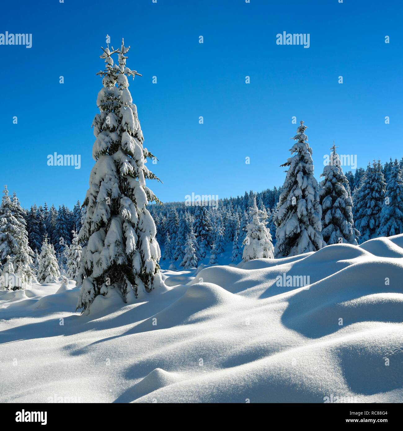 Snow-covered unspoilt winter landscape, spruces covered with snow, Harz National Park, near Schierke, Saxony-Anhalt, Germany Stock Photo