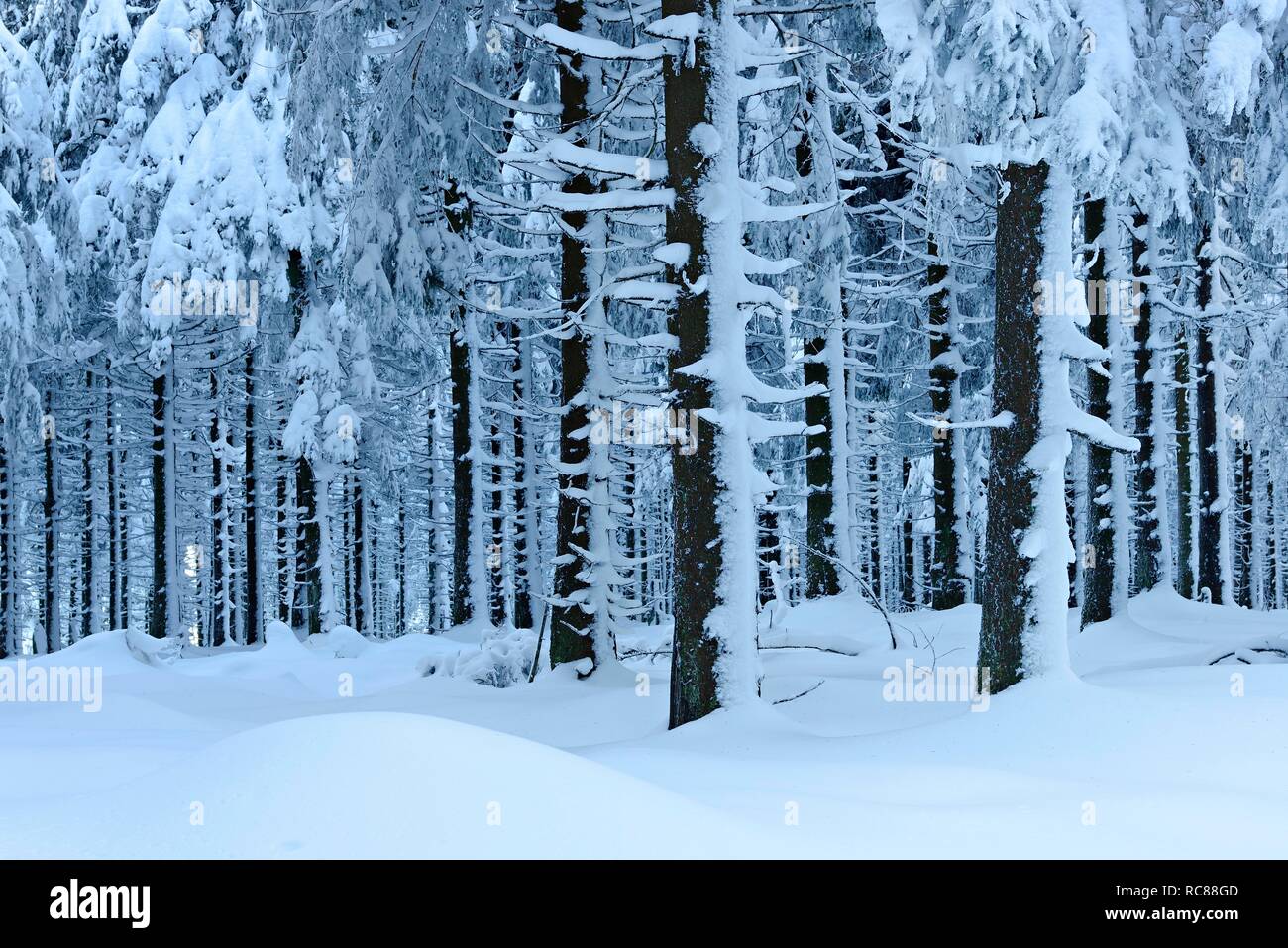 Snow-covered forest in winter, spruces under heavy snow load, Harz National Park, Lower Saxony, Germany Stock Photo