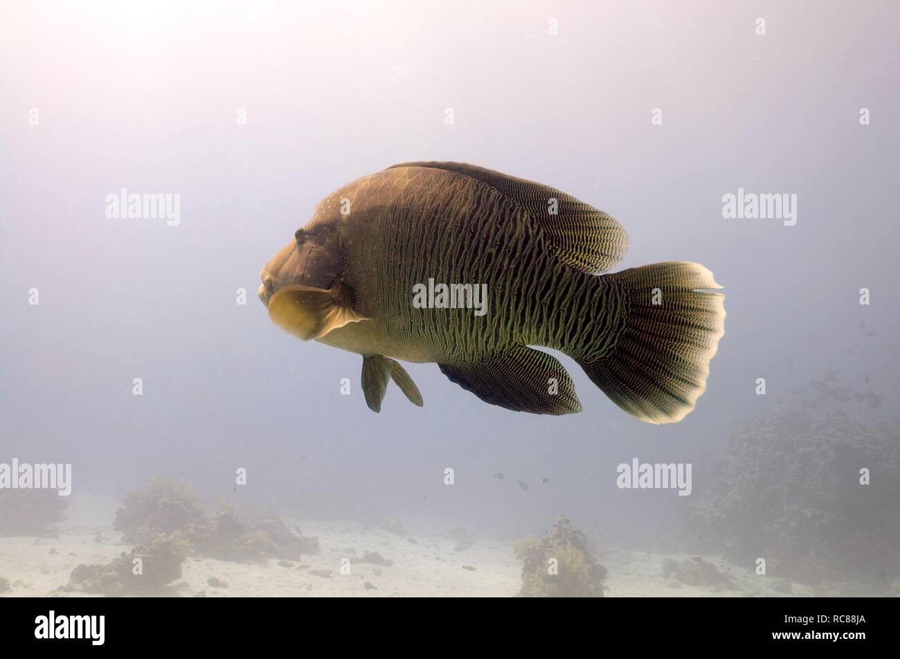 Humphead wrasse, Napoleon wrasse, Napoleonfish (Cheilinus undulatus), Red Sea, Egypt, Africa Stock Photo