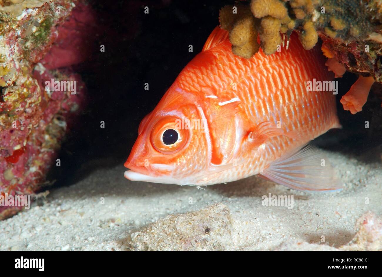 Long-jawed squirrelfish (Sargocentron spiniferum), Red Sea, Egypt, Africa Stock Photo